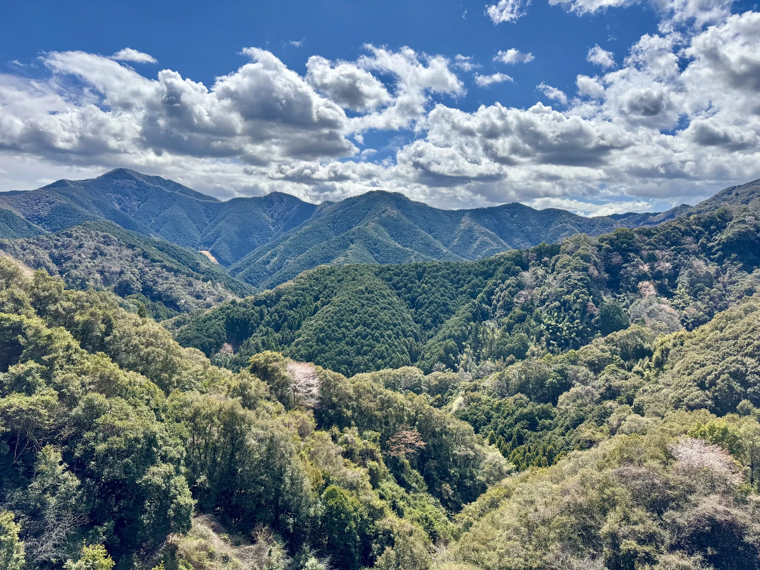 Forest Bathing &amp; Cape Walking