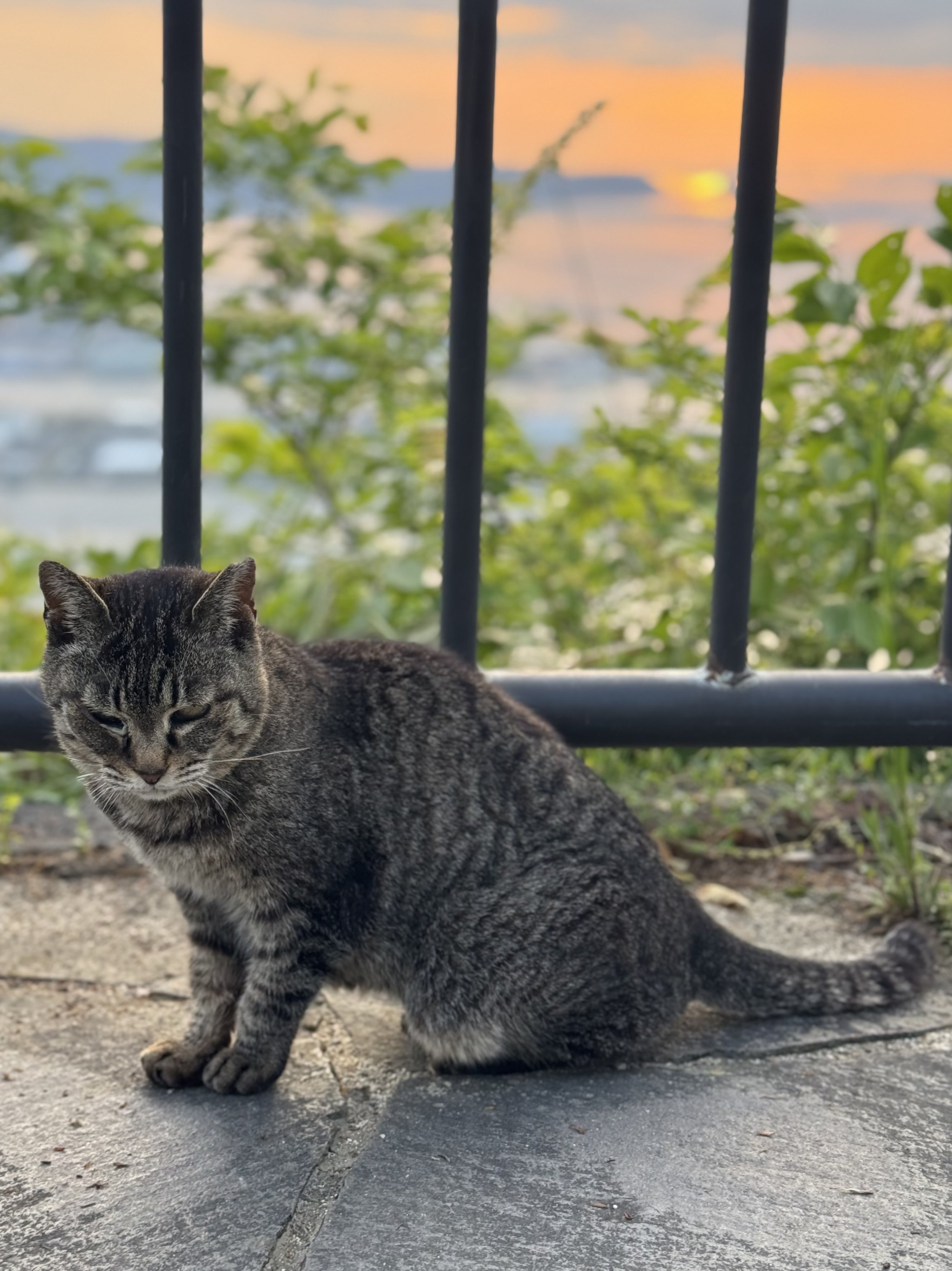 IMG_1519.jpeg