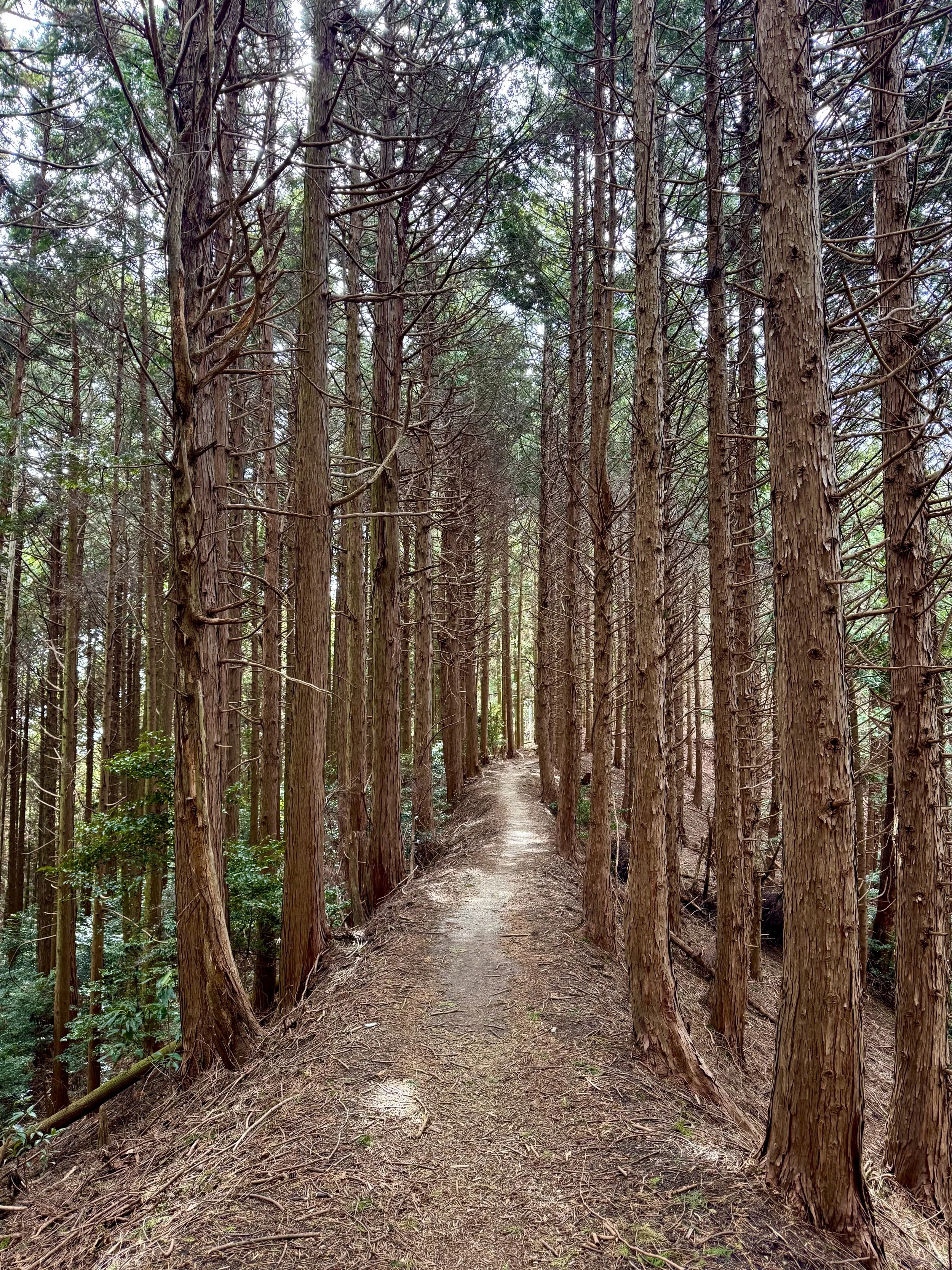 Pilgrimage epilogue 1 - Was my body ready?