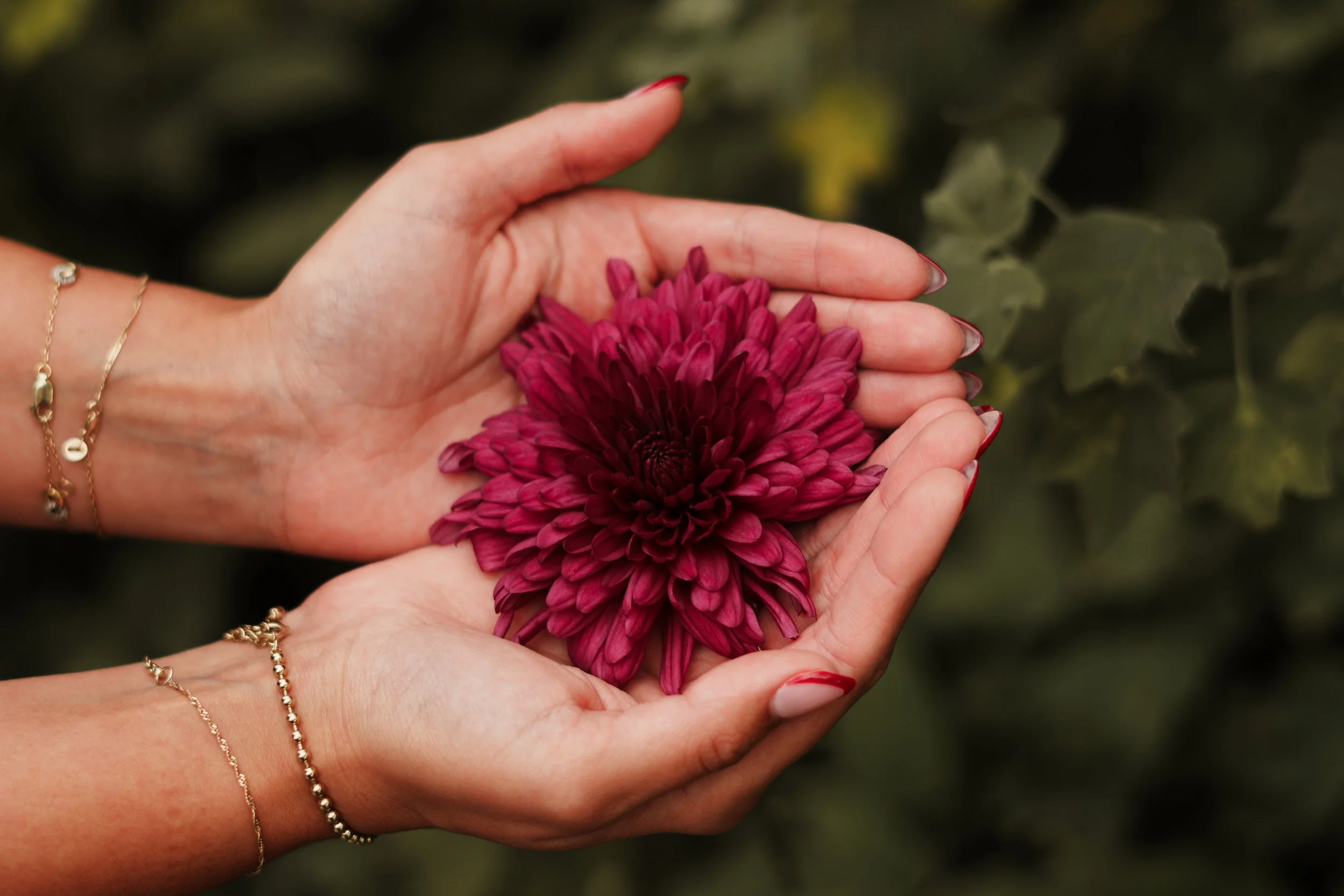 A pair of hands with red painted nails holding a large burgundy flower, against a background of green leaves.