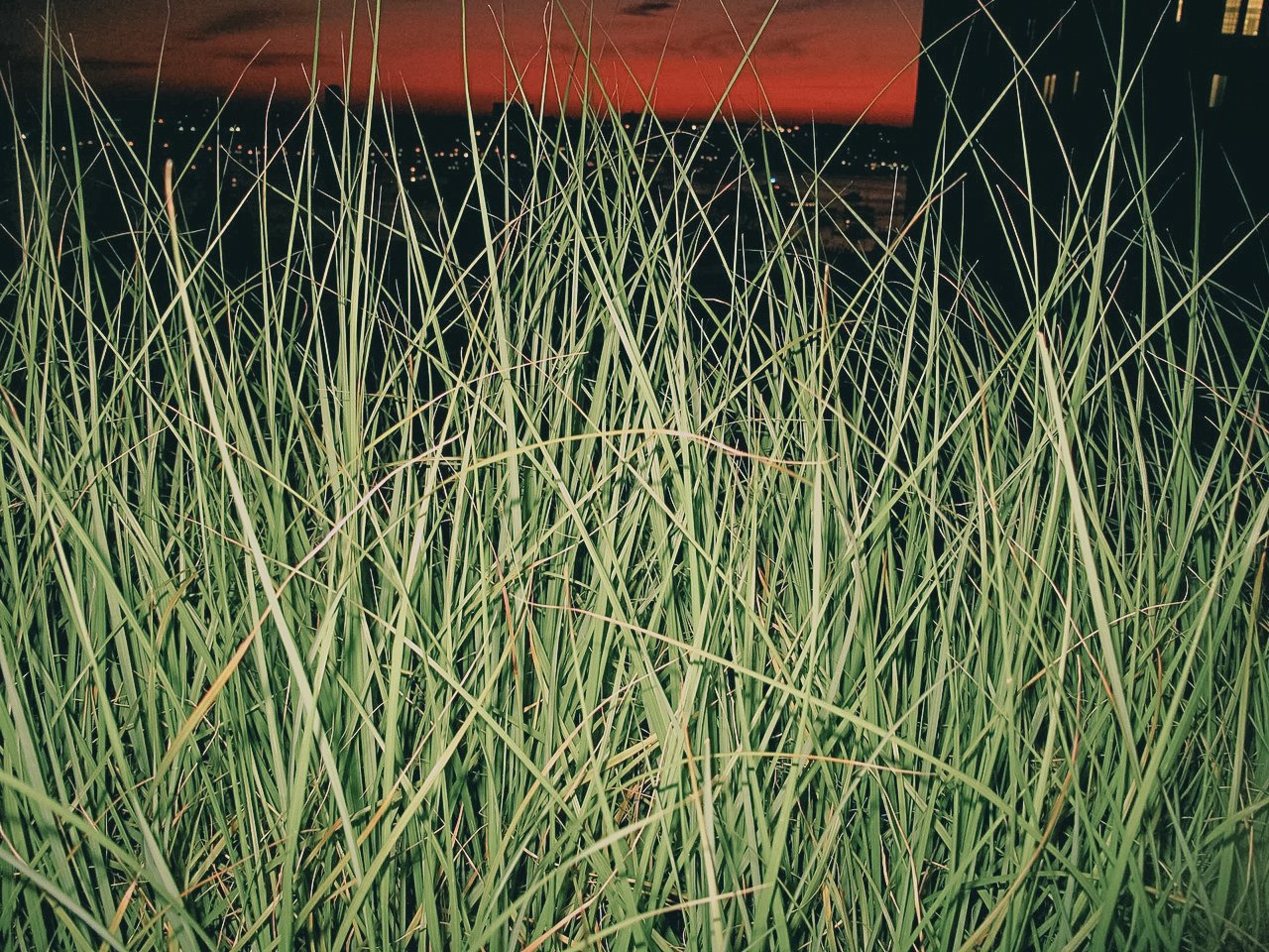 Close-up of tall green grass at dusk with a dark, orange-red sky in the background.