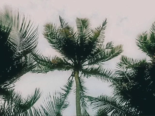 Looking up at palm trees against a cloudy sky.