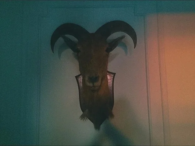 Mounted antelope head with large curved horns on a white wall.