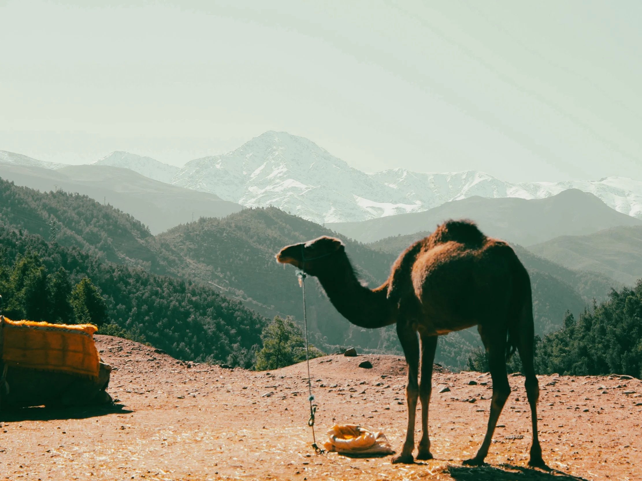 Camel standing on rocky ground with mountainous landscape and snow-capped peaks in the background.