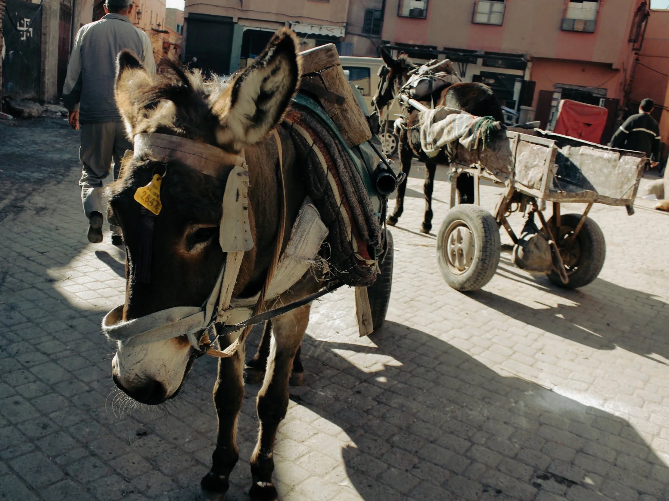A donkey with a pack saddle stands on a cobblestone street in an urban area, with a cart and another donkey in the background. Two men are walking nearby.