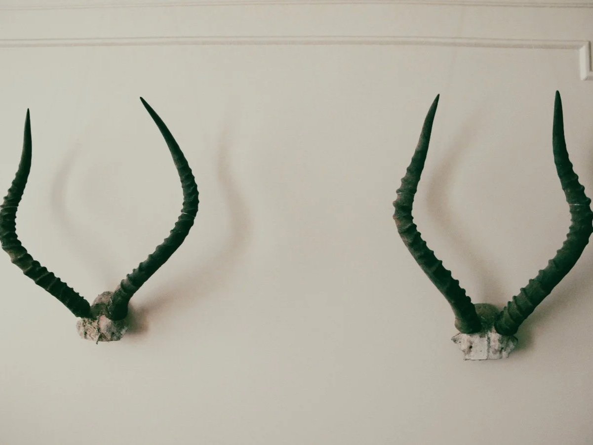 Two sets of dark green, ridged antelope horns mounted on white wall brackets.