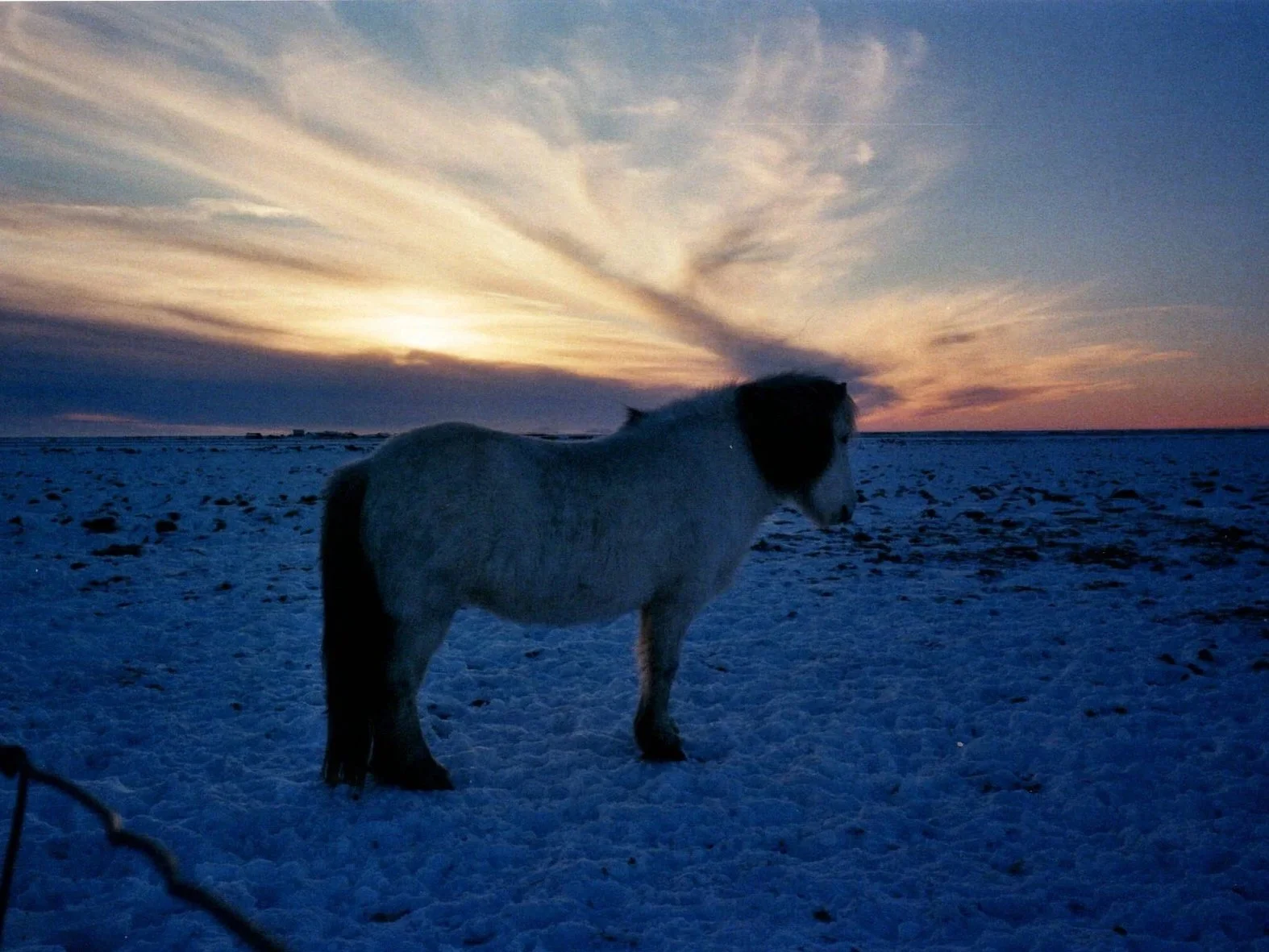 A horse standing on a snow-covered field during a sunset with colorful clouds in the sky.