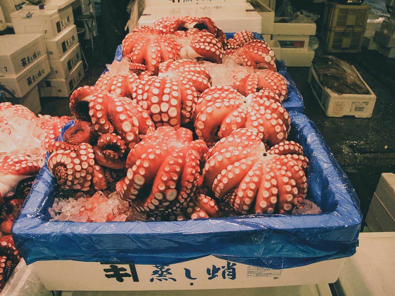 Fresh octopuses with tentacles curled, displayed on ice in a market, surrounded by boxes.
