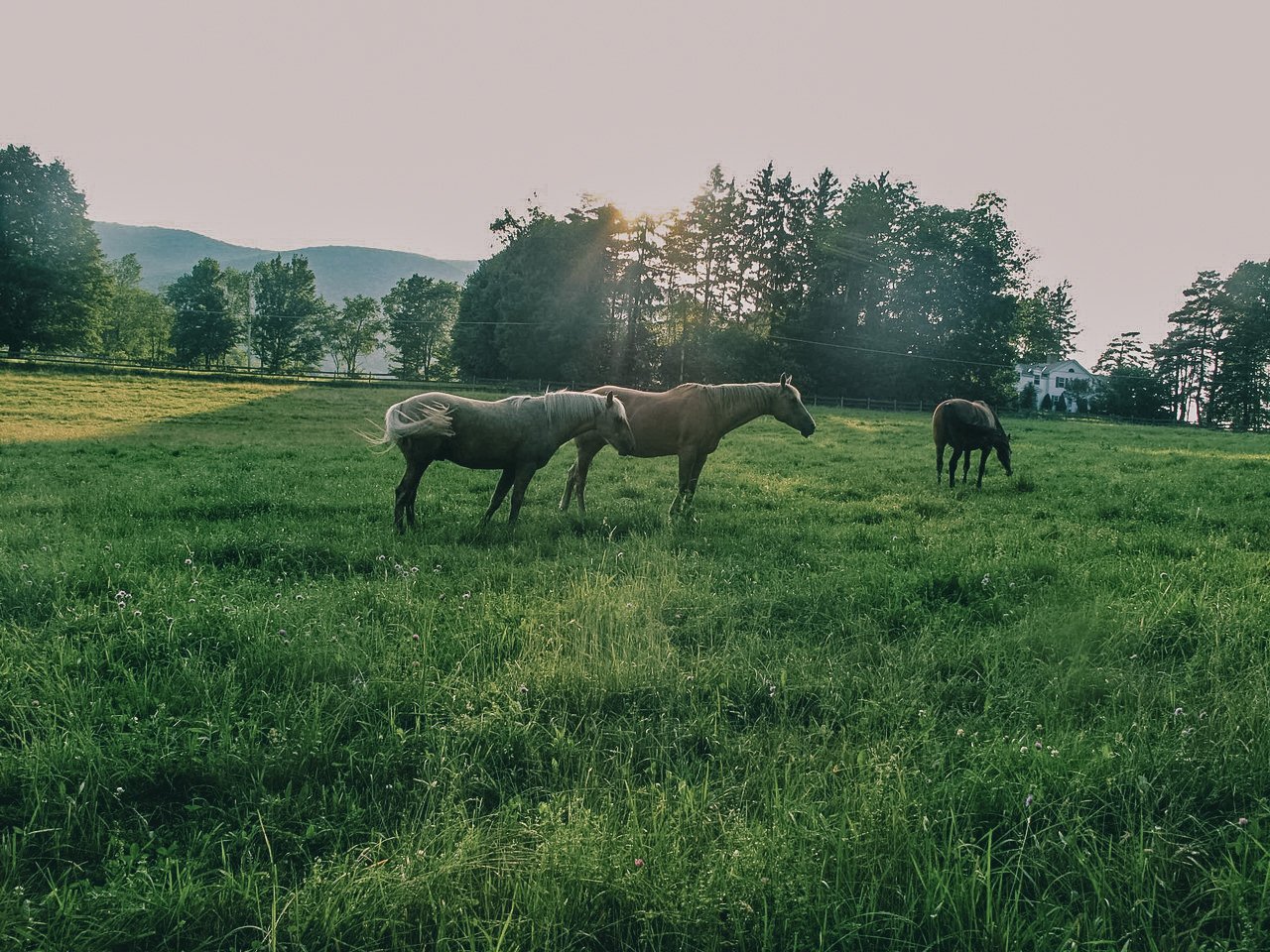 Three horses grazing in a green field with mountains and trees in the background during sunset.