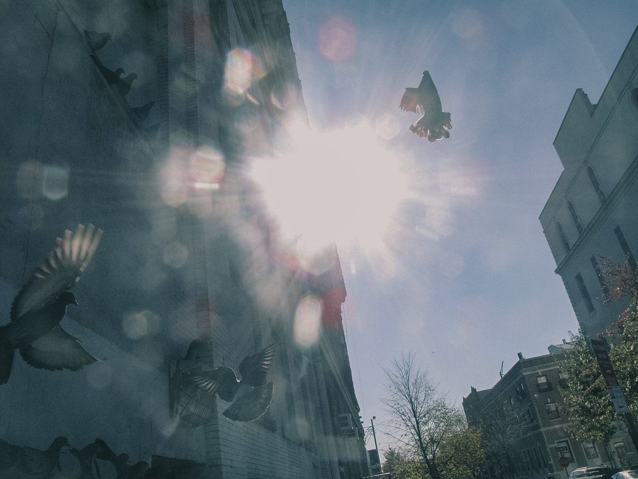 Sunshine with lens flare and blue sky, capturing a city street with buildings, bare trees, and metal pigeons or doves in flight.