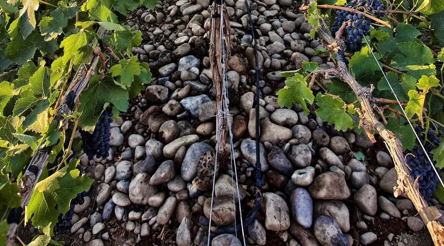 Pour Decisions: Rocks and Rhone