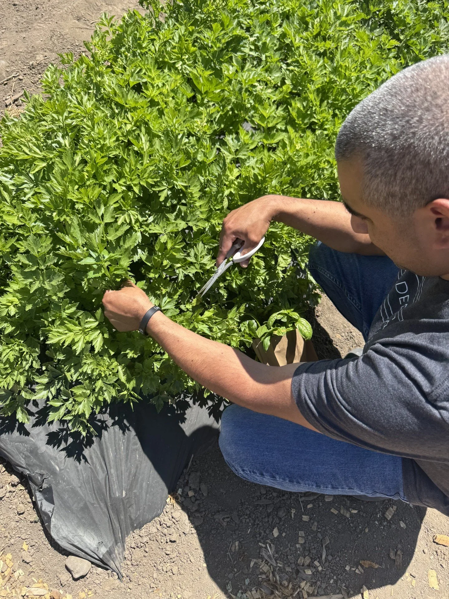 Chef’s Counter: A Celebration of the Garden