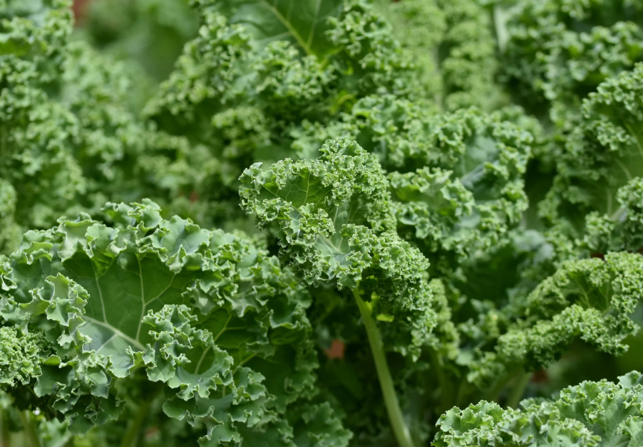 kale.png