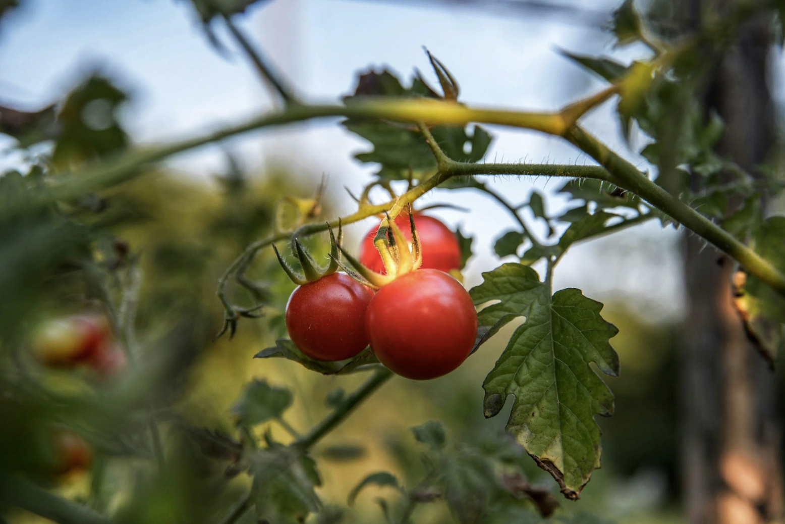 December 16: Italian American Classics: Sunday Sauce