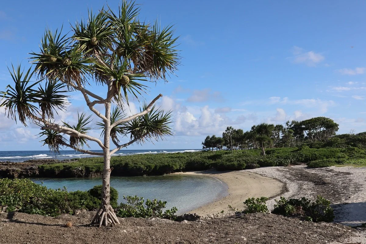 Ein Strand mit einem einzelnen Baum im Vordergrund, Sand, Wasser, Gräser und ein Himmel mit Wolken im Hintergrund.