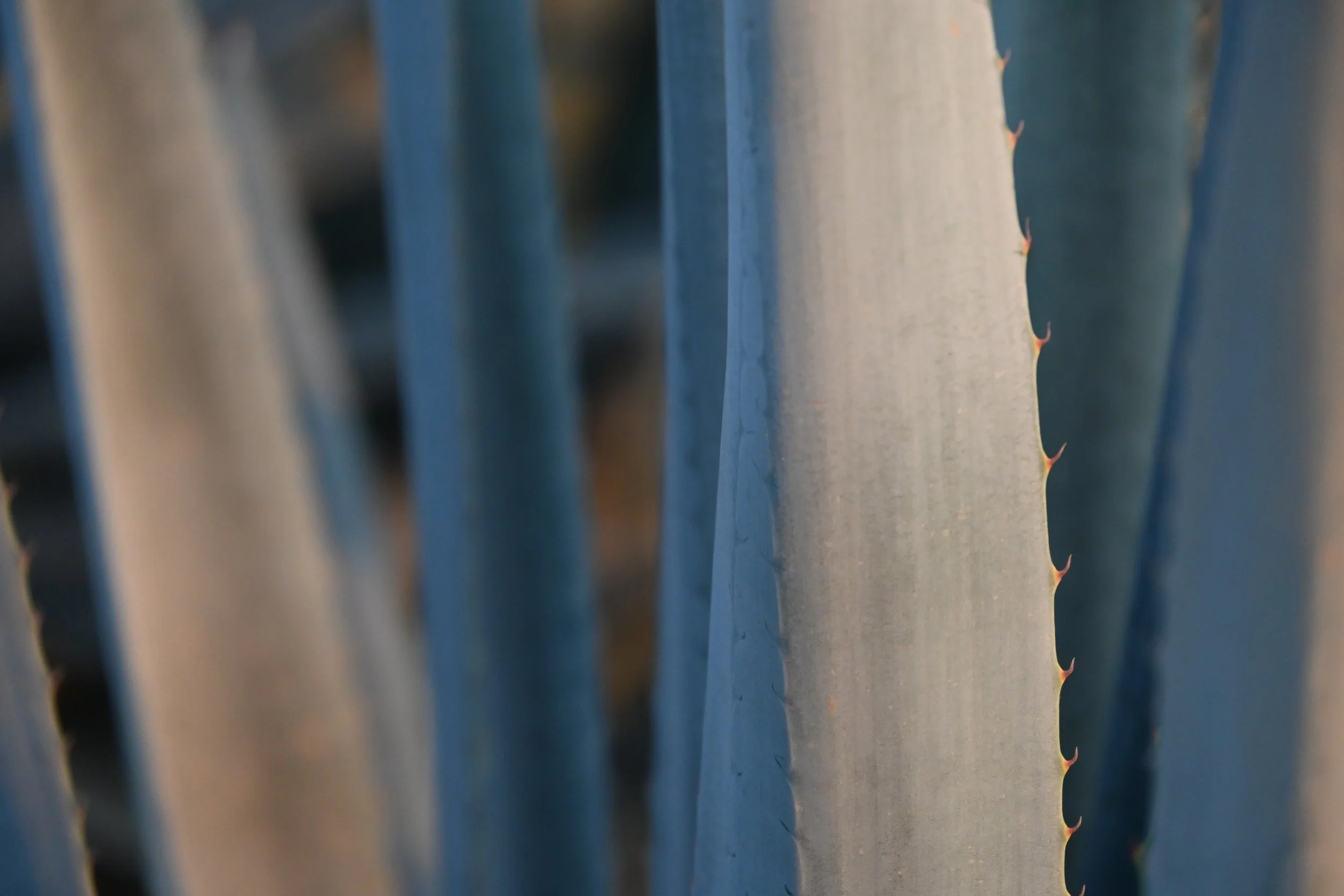 Primer plano de las hojas de una planta de agave, con espinas afiladas a lo largo del borde de cada hoja.