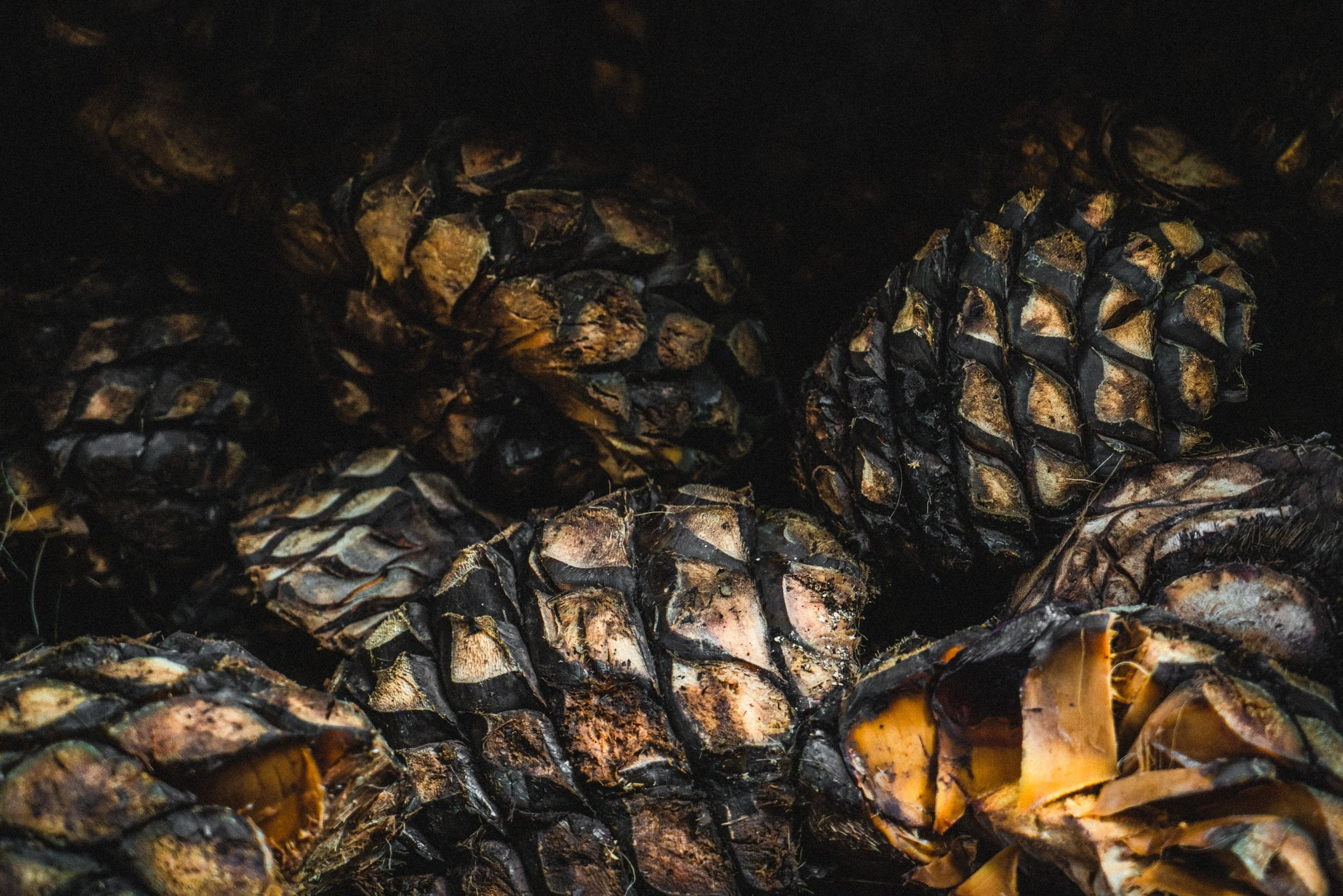 Piñas de piñón tostadas apiladas con cáscaras quemadas.