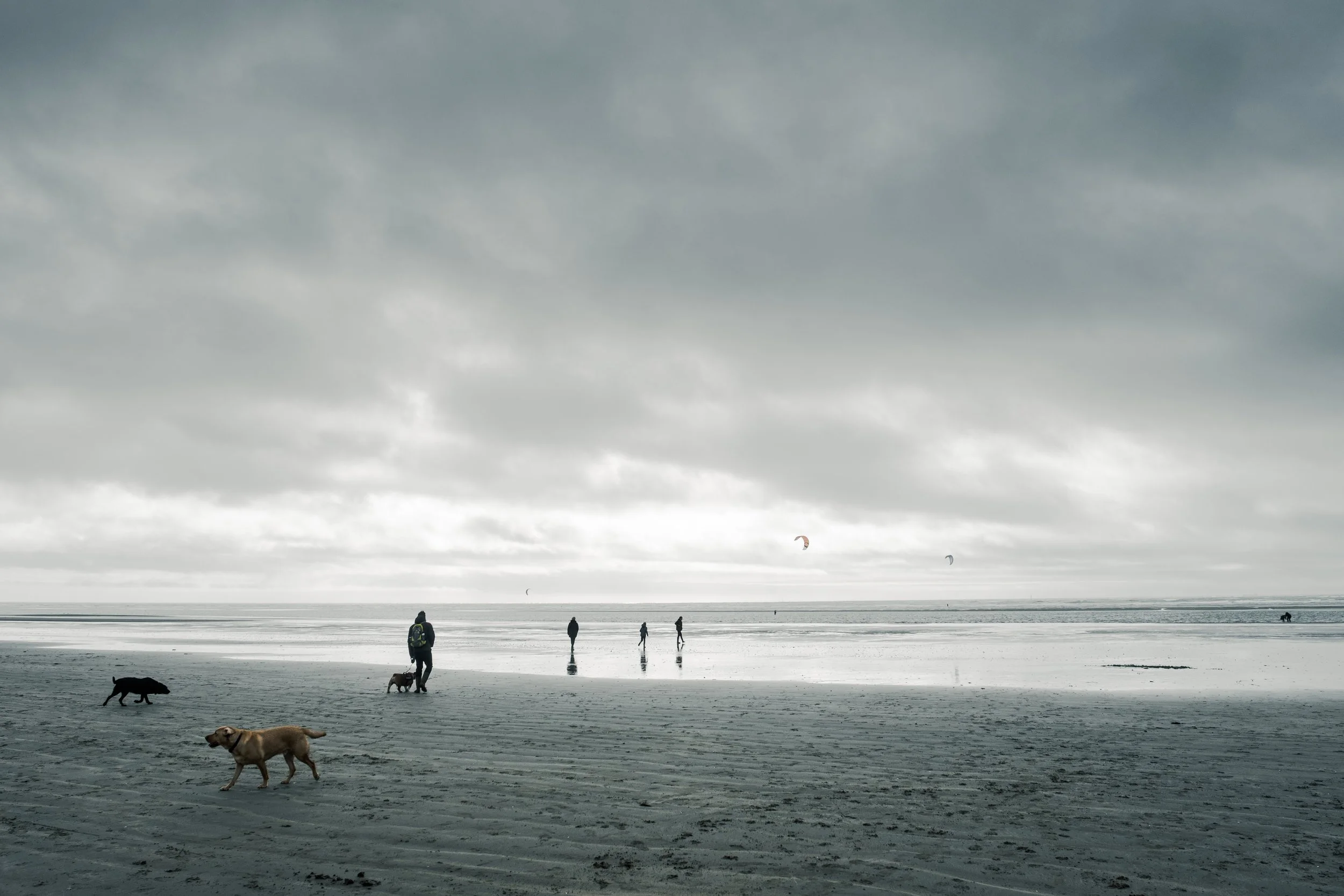 People walking with dogs on a cloudy beach, with kite surfers in the distance.