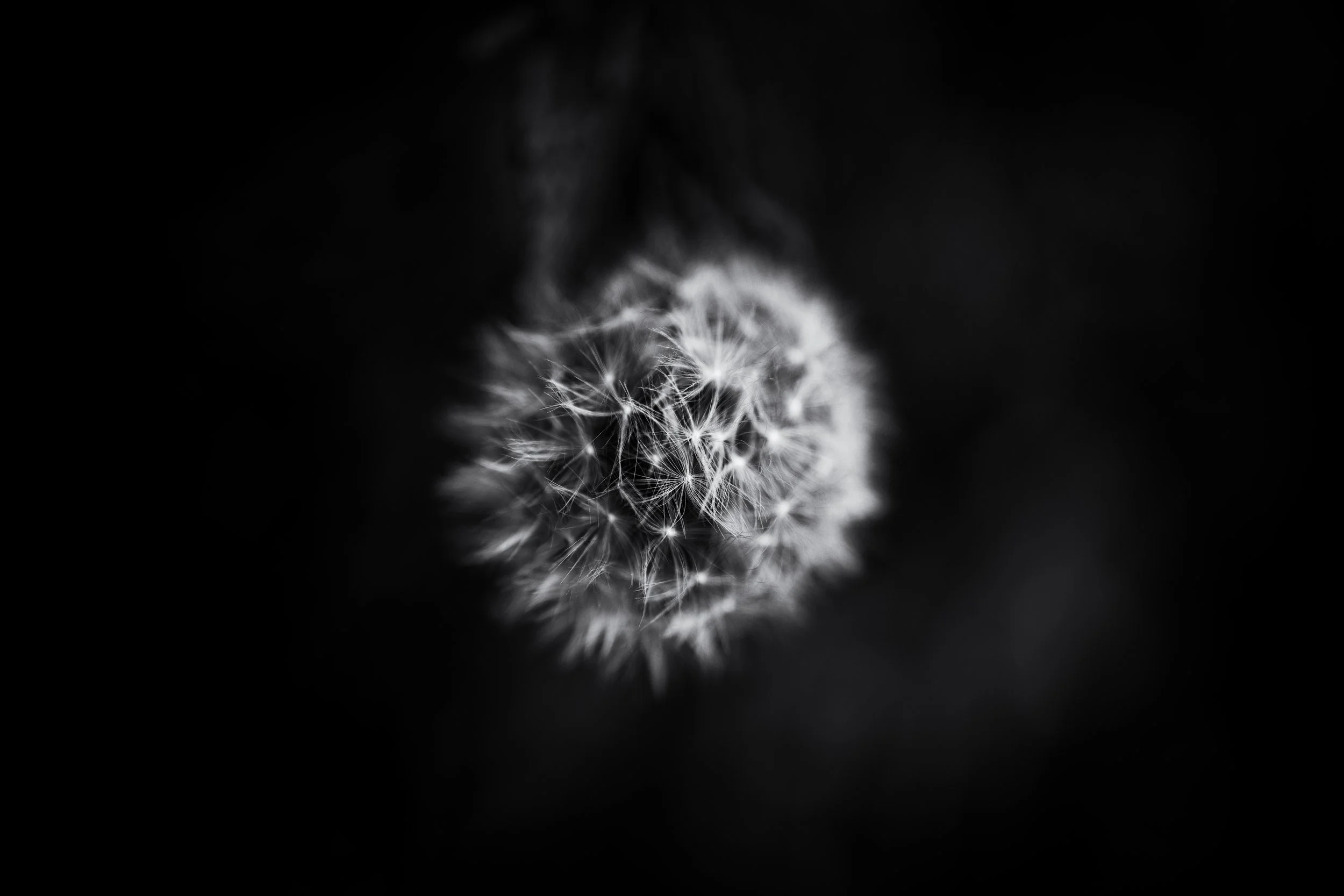 Close-up of a dandelion seed head in black and white, with a dark background.