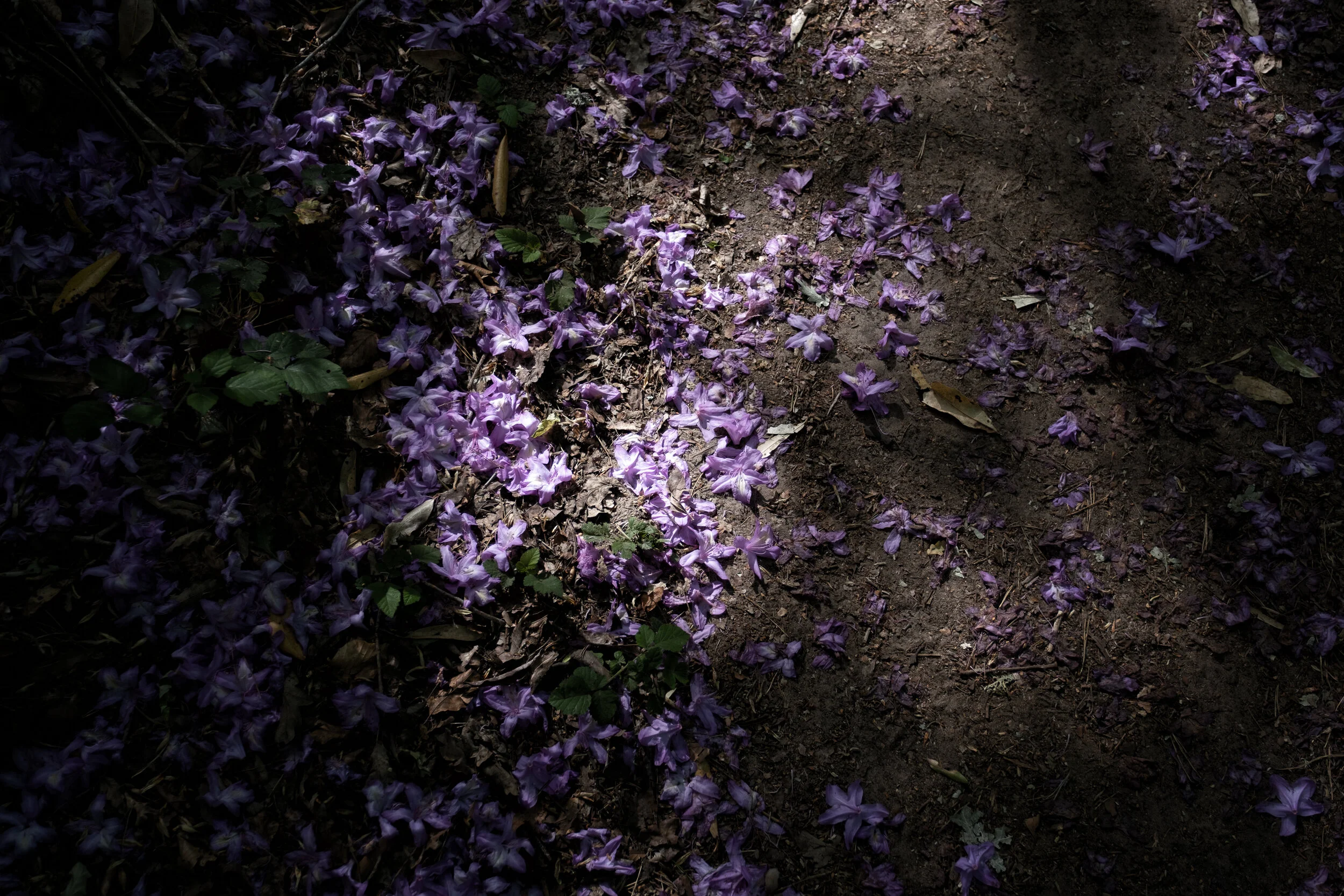 Blossom. (Copy)