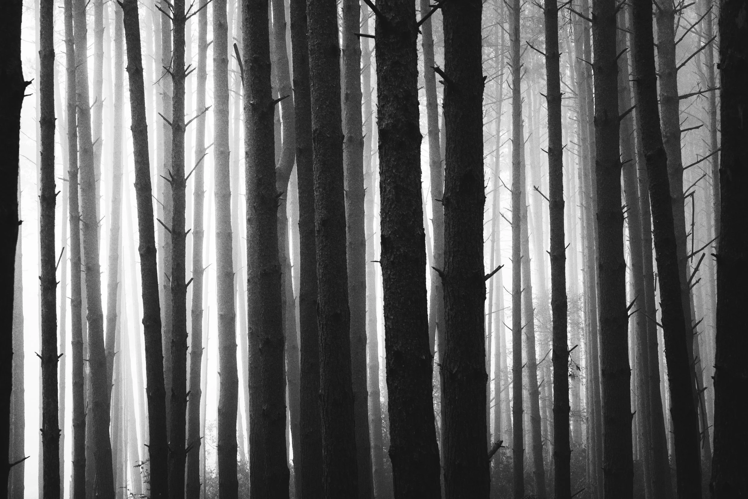 Black and white photograph of a dense forest with tall, straight trees and fog in the background.