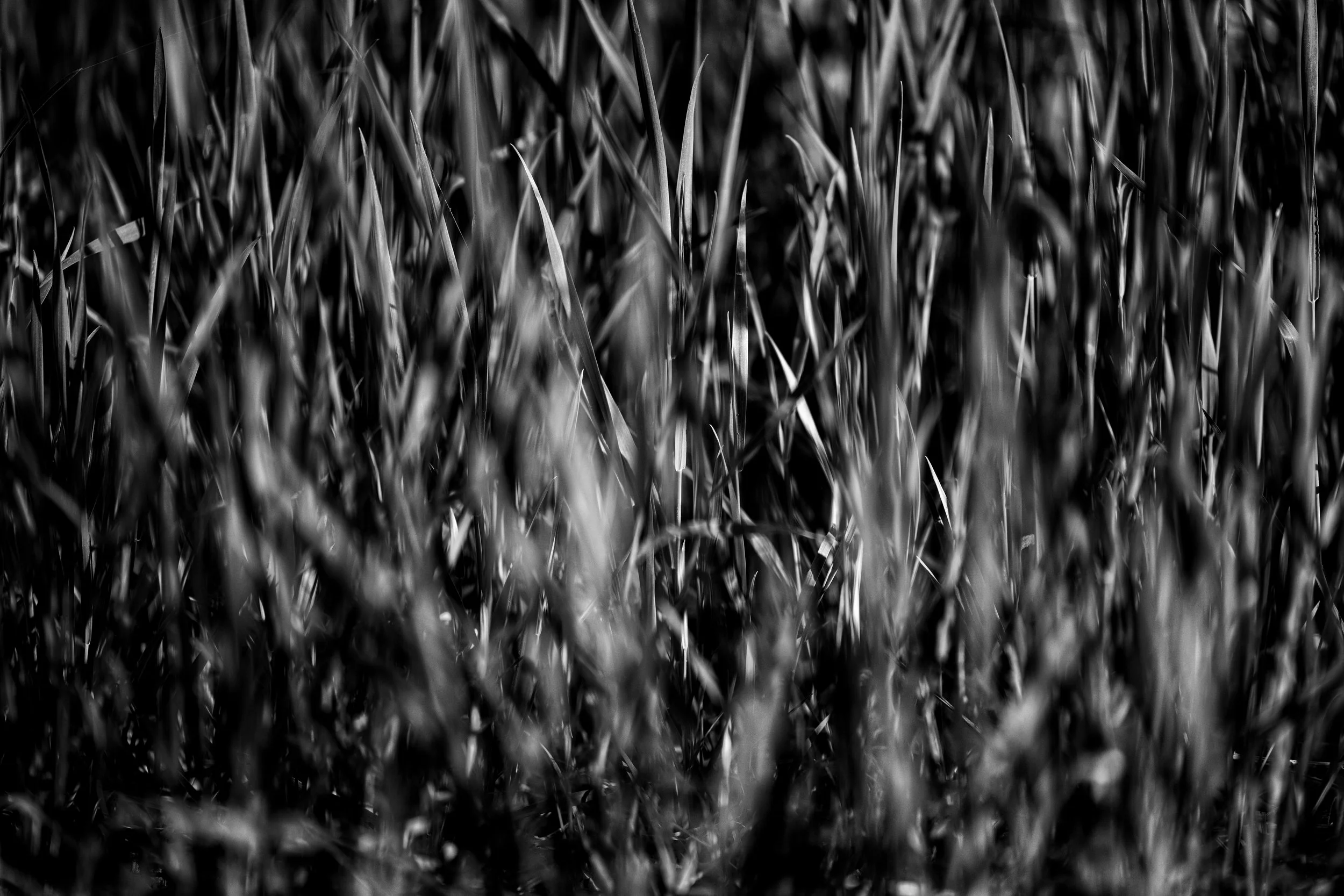 Close-up black-and-white photo of grass blades.