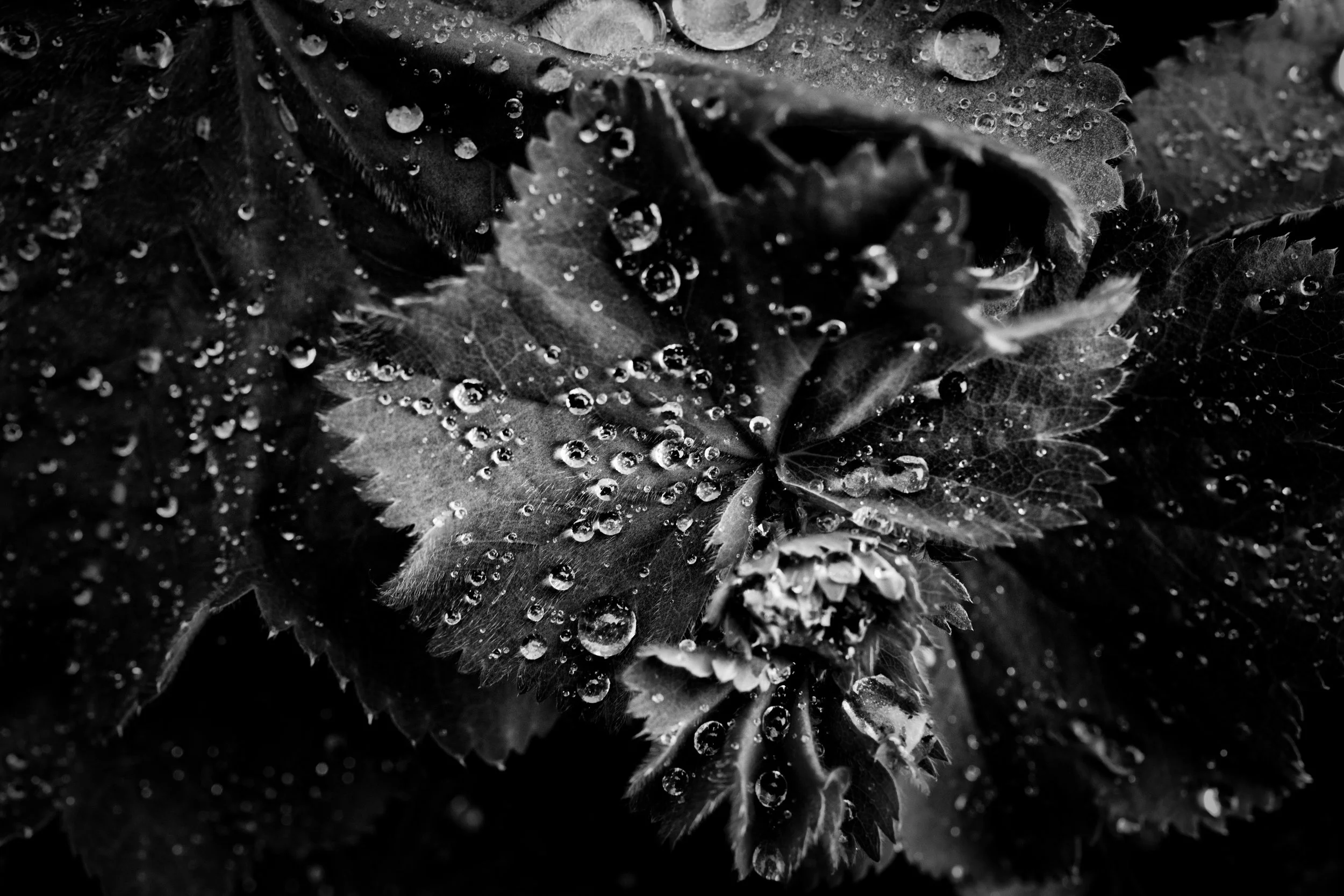 Close-up of a leaf with water droplets on its surface, in black and white.