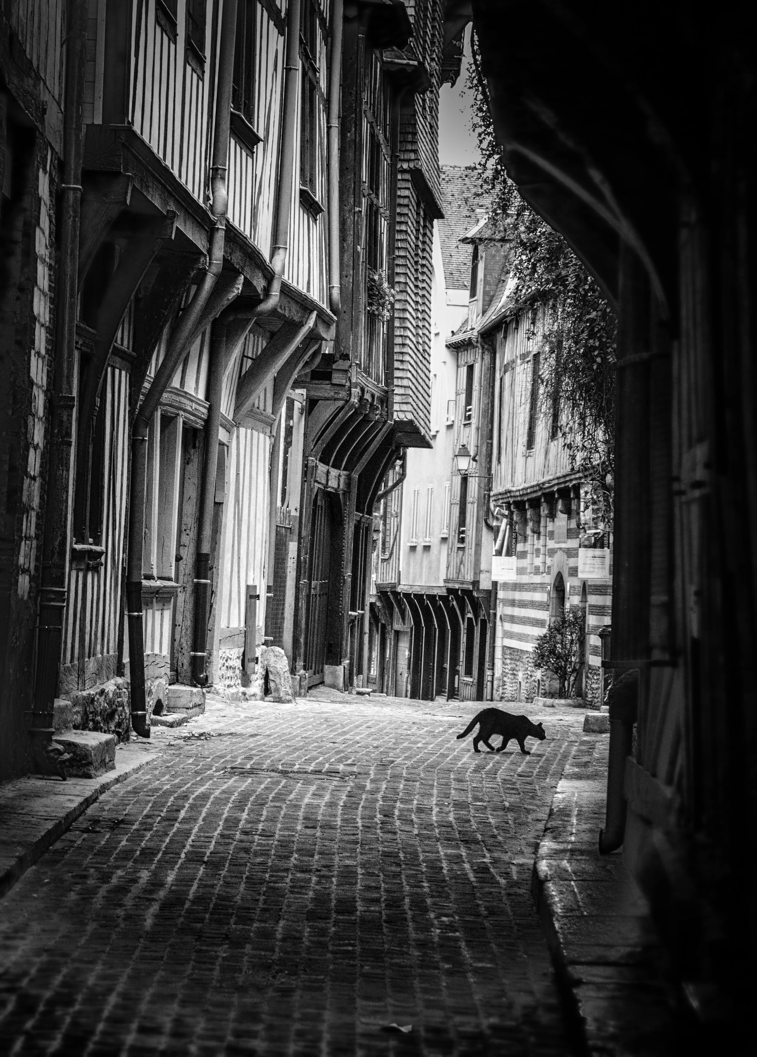 Cat on the trail  (Copy)