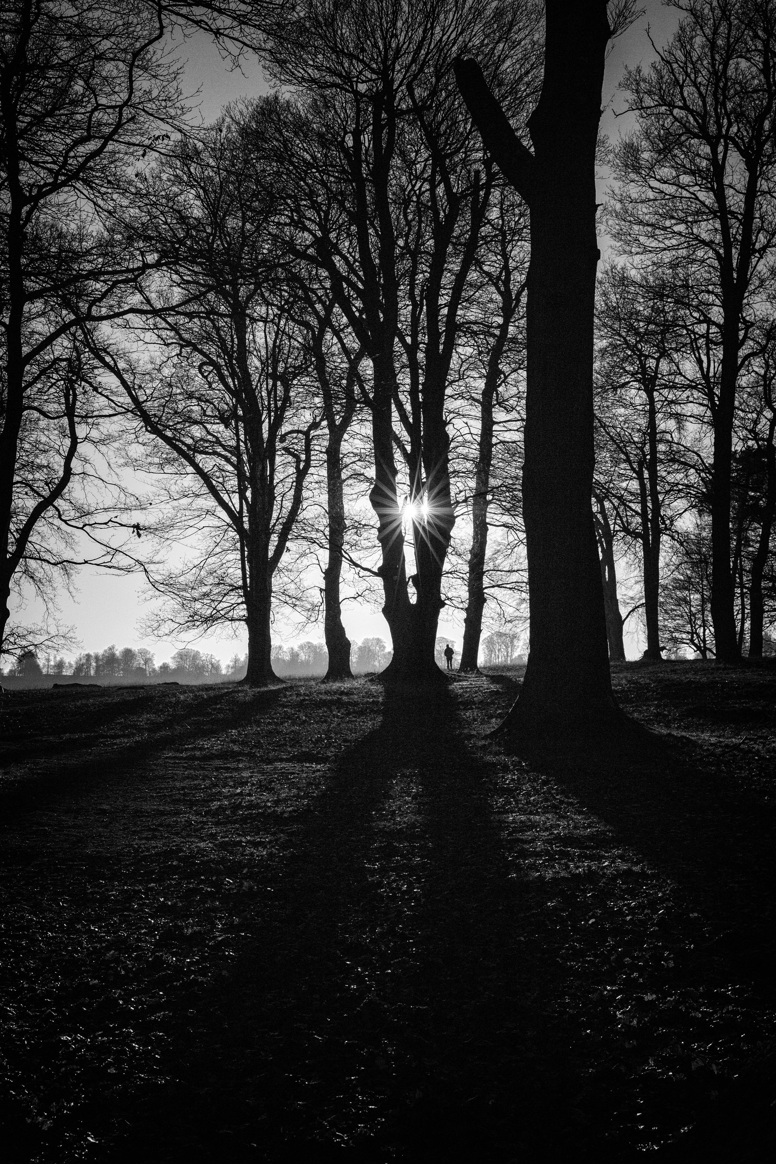 Dwarfed. (Copy)