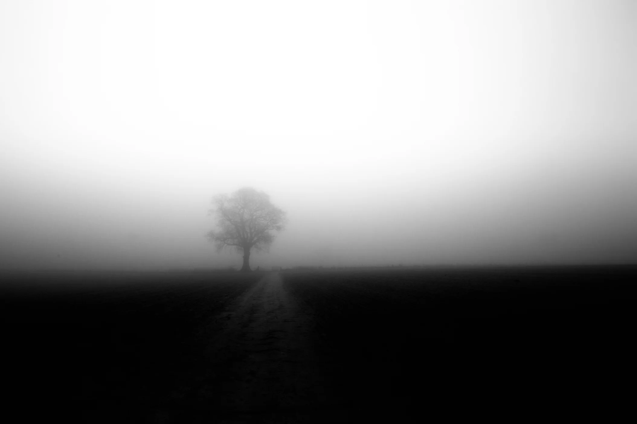 Foggy Morning - Hambledon. (Copy)