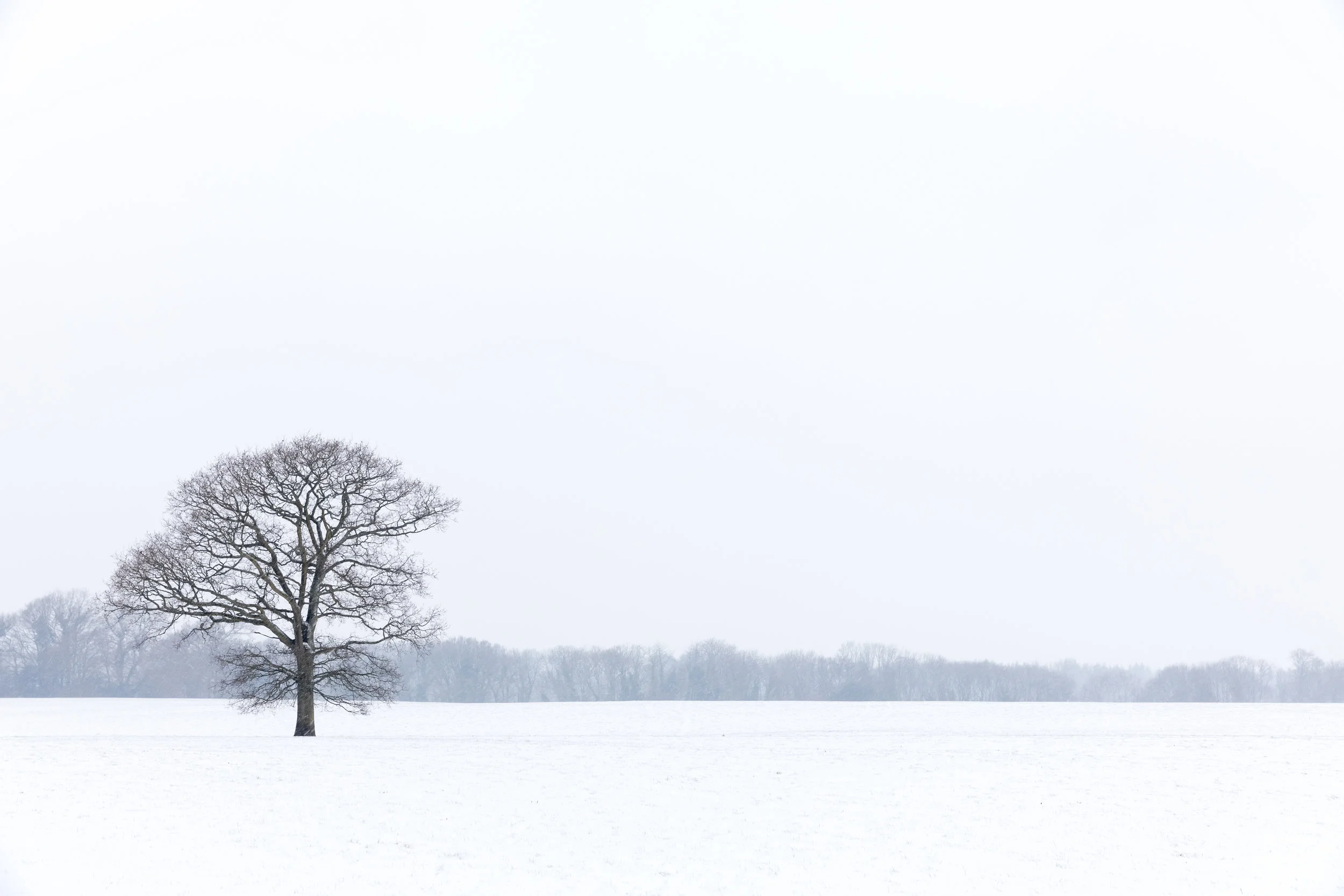 Lone Tree. (Copy)