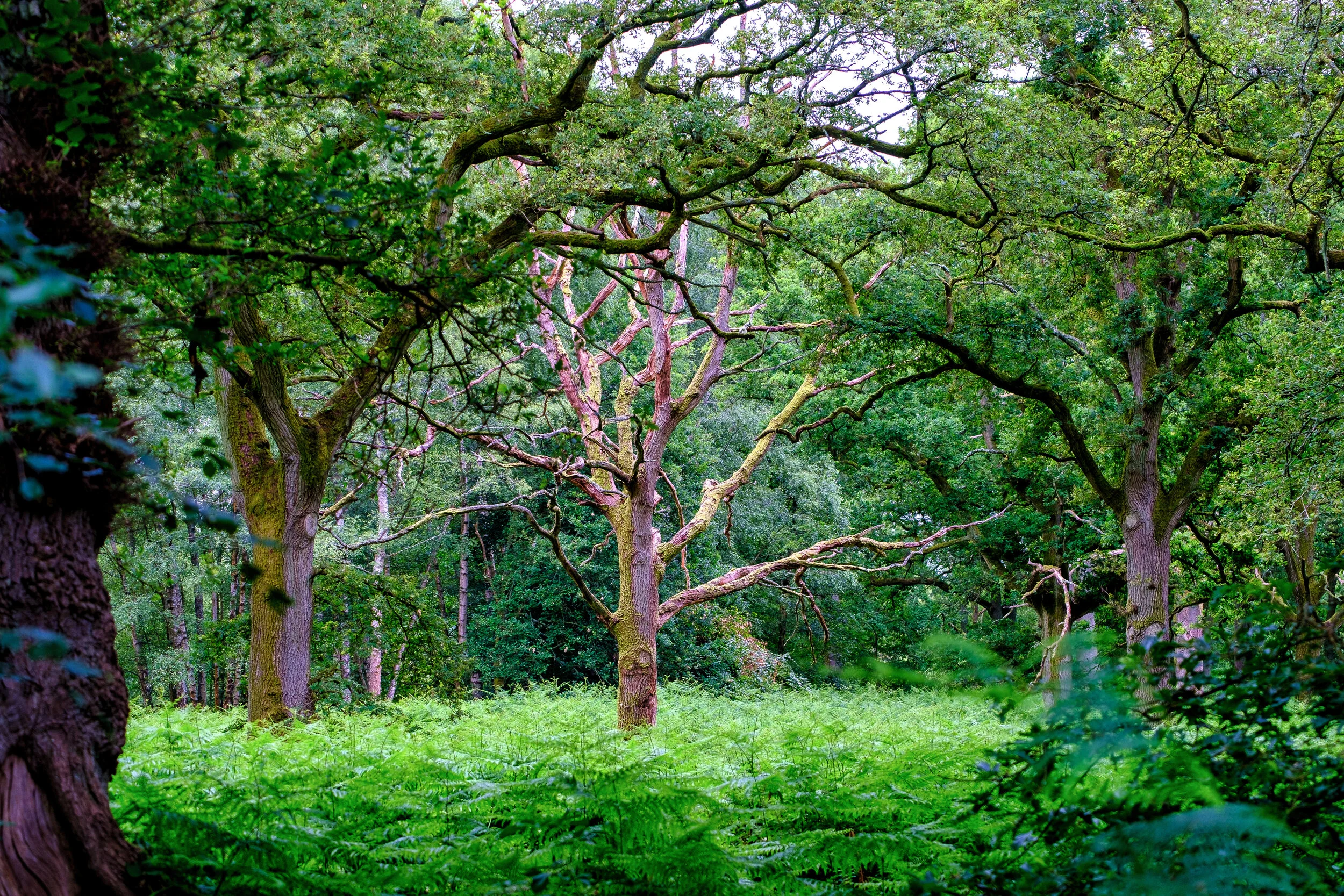 Skeleton Tree. (Copy)