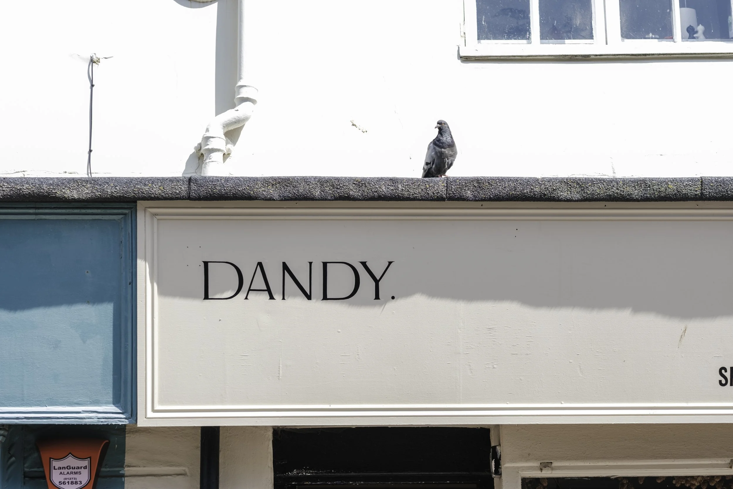 A pigeon standing on a ledge above a storefront with a white sign that reads 'DANDY'.