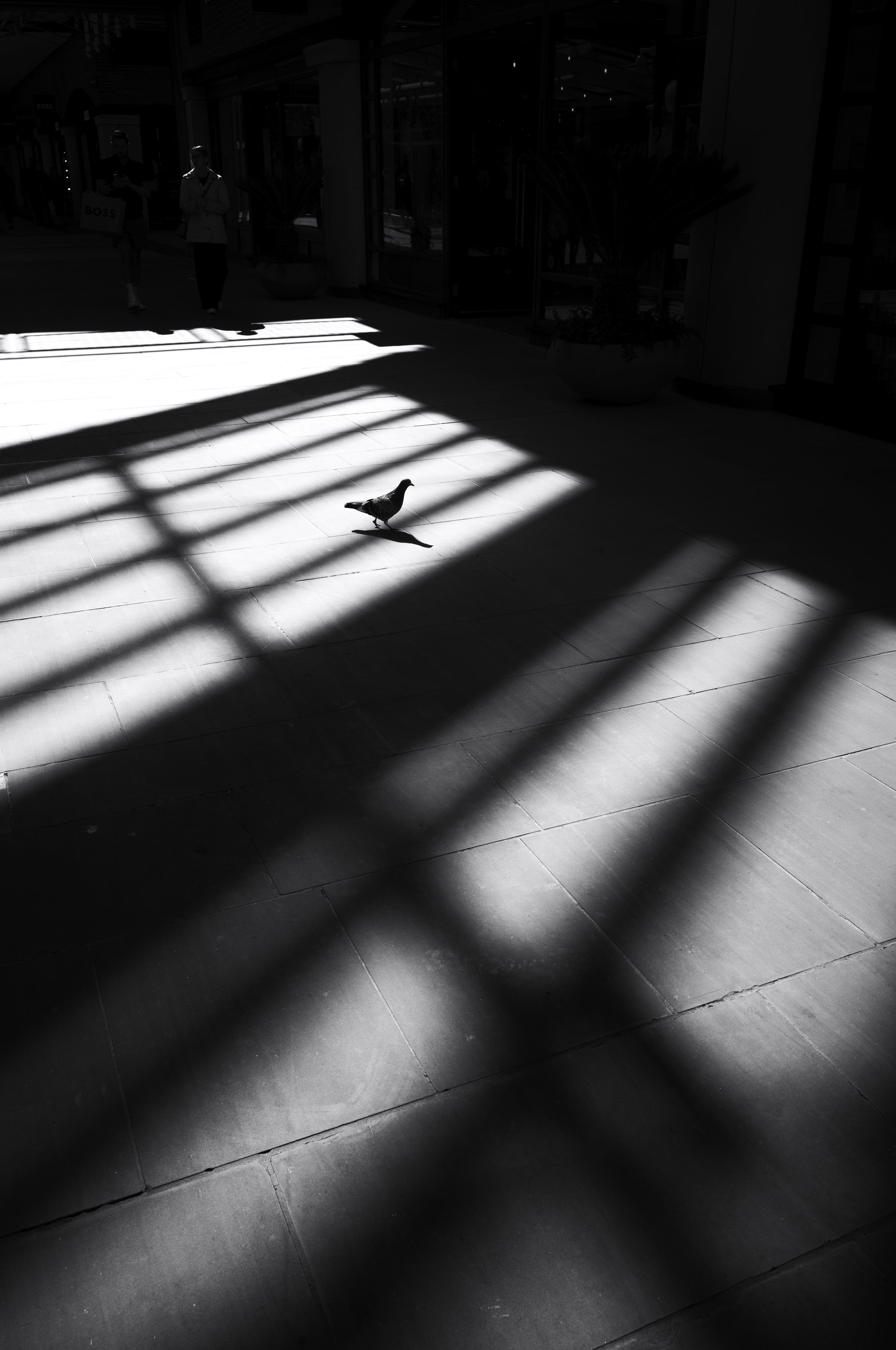A pigeon stands on a tiled sidewalk beneath a grid of shadows cast by a structure, with two pedestrians walking in the background.