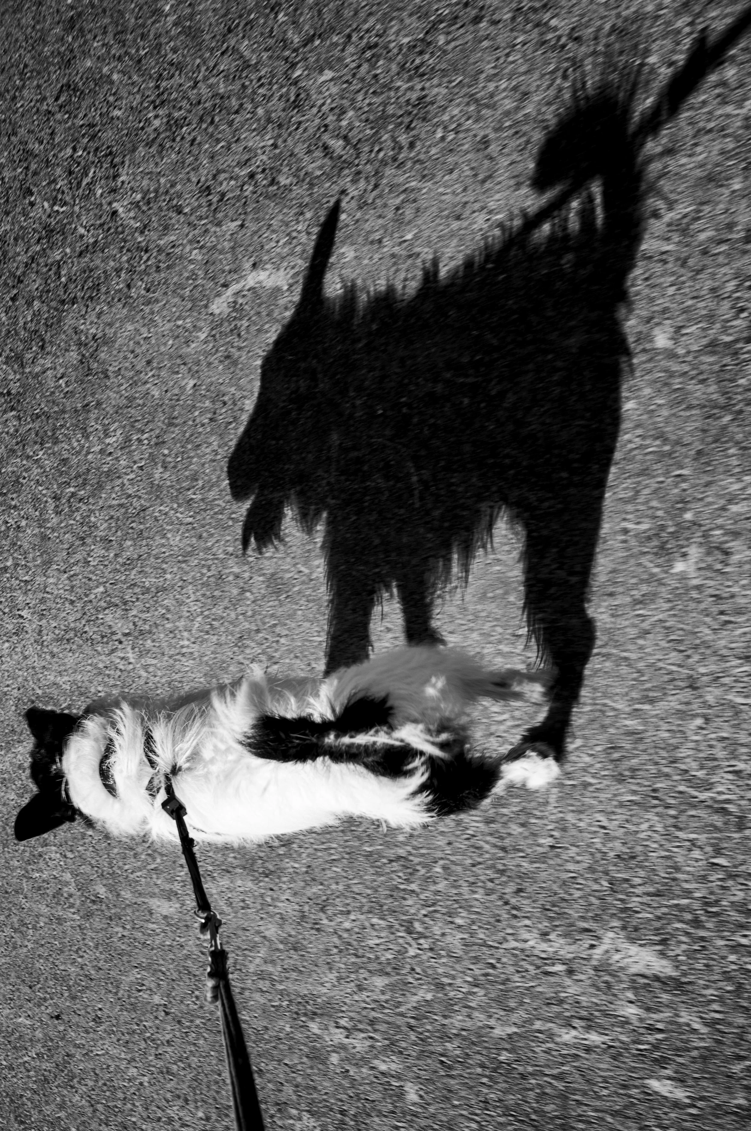 A dog walking on a paved surface, with its shadow cast nearby, forming the shape of a dog.