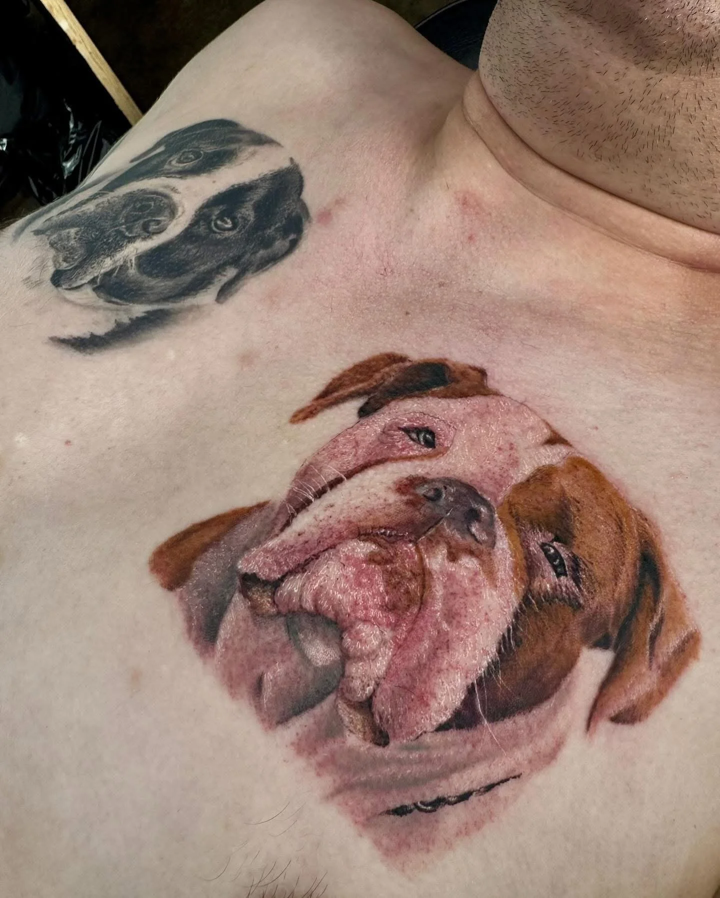 Tattoo of two dog portraits, one in black and white and one in color, on a person's chest
