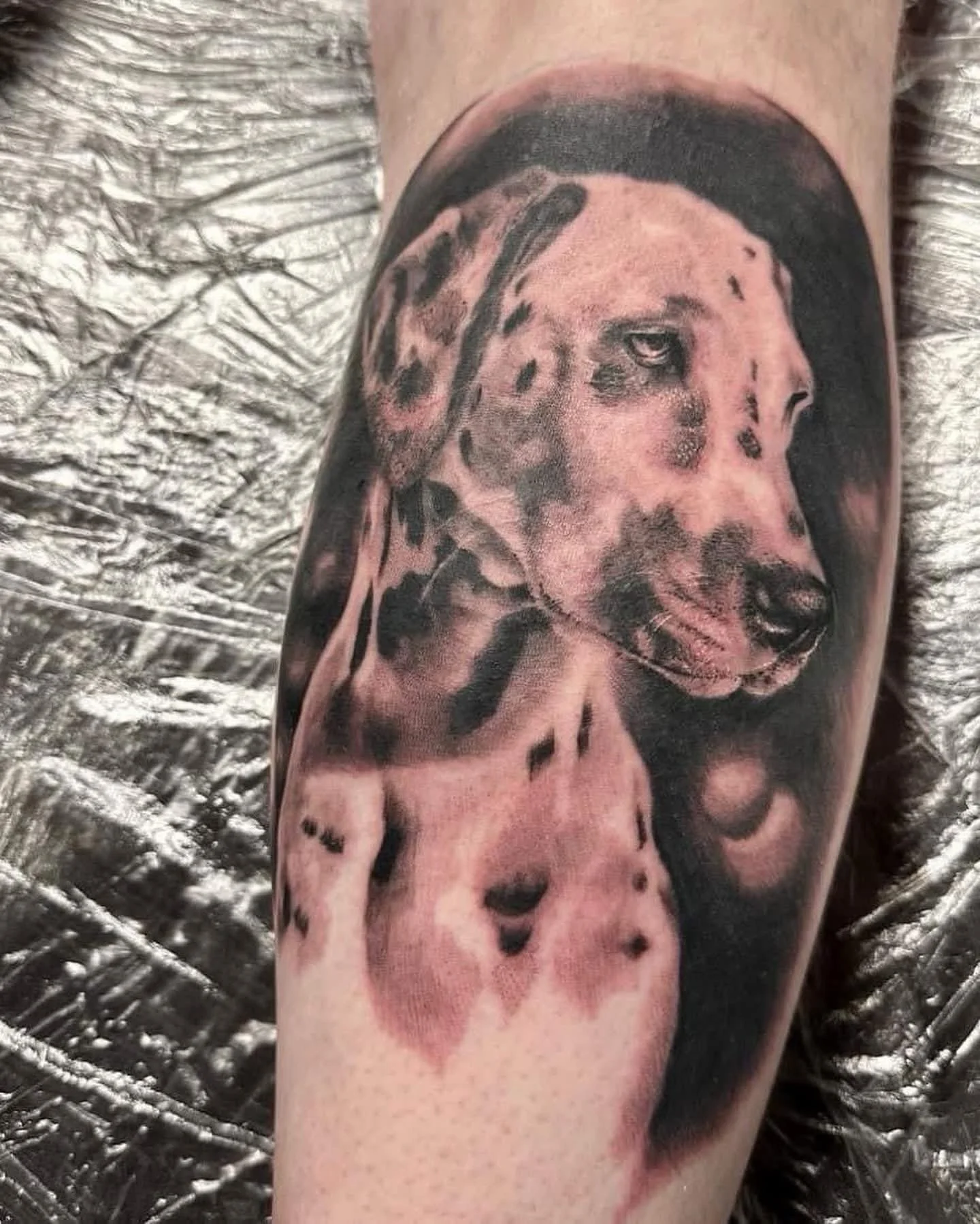 Black and gray tattoo of a Dalmatian dog, detailed with realistic shading, on a person's arm.