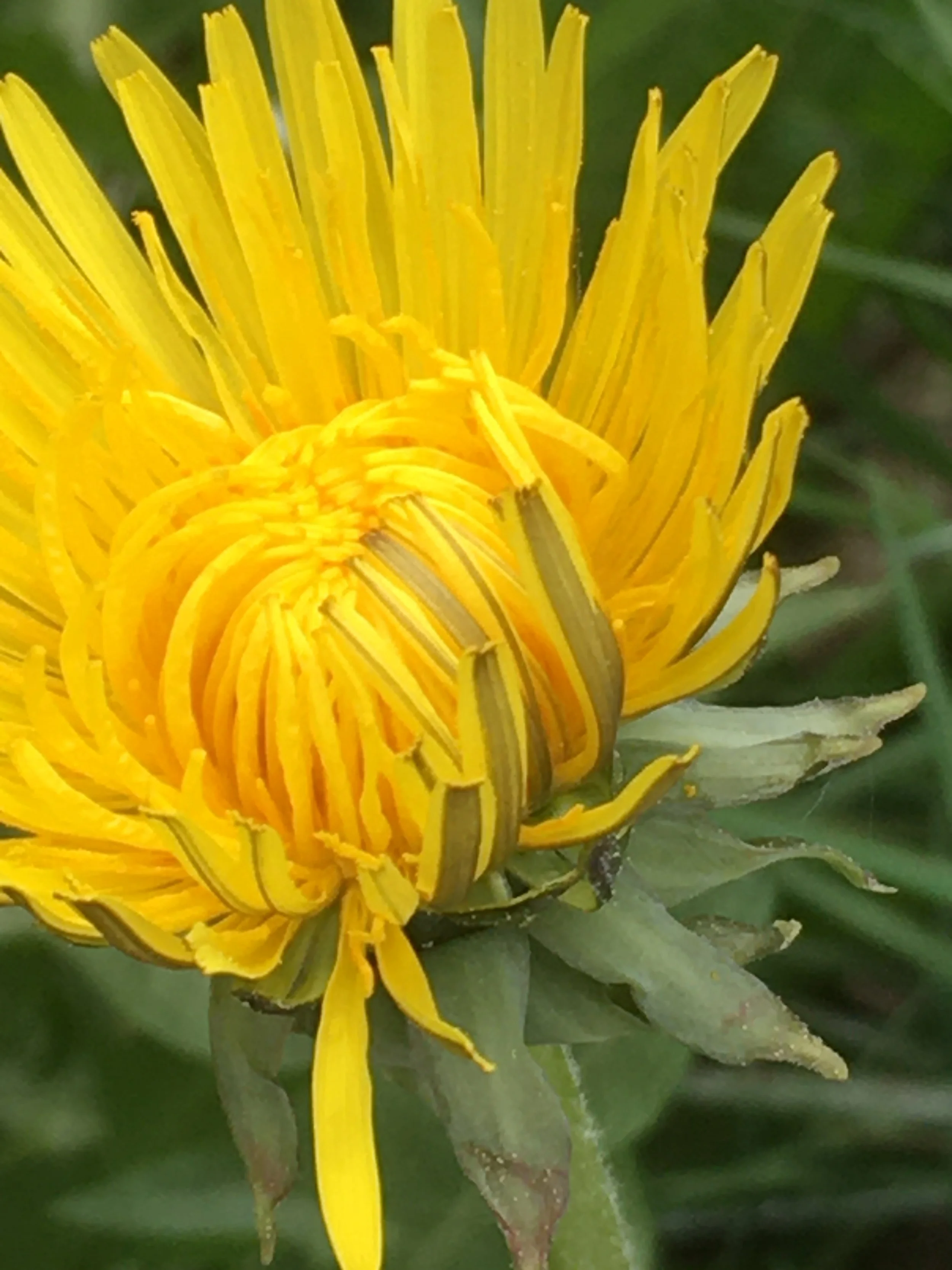 "Diese gelben Blumen da"