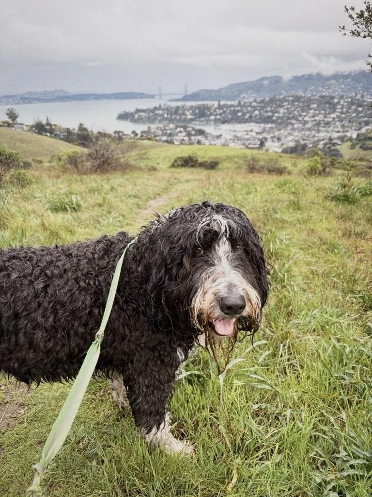 It&rsquo;s been a rainy week here in Marin, but that&rsquo;s not stopping our pack! (Shoutout to all our walkers who made sure to towel off these pups post-walk!)