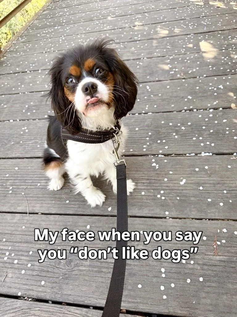 In a recent poll, Shai was voted most likely to cause cuteness aggression! 🩷😍💫🥹🐾