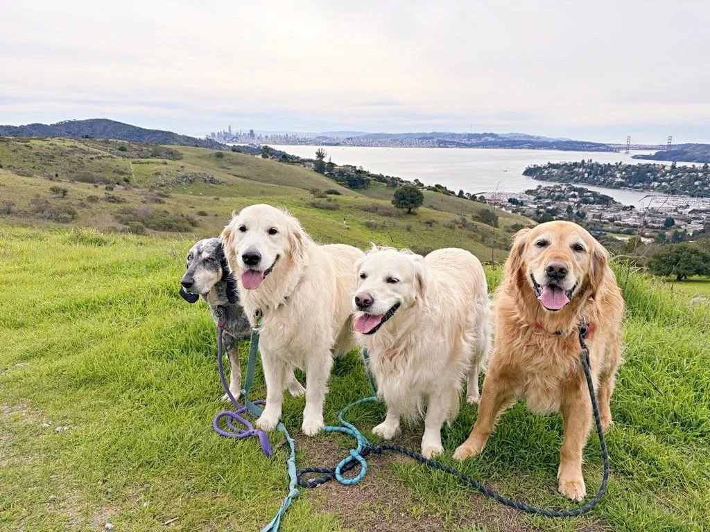 Goldens &amp; The Golden Gate (featuring hound dog Beau)