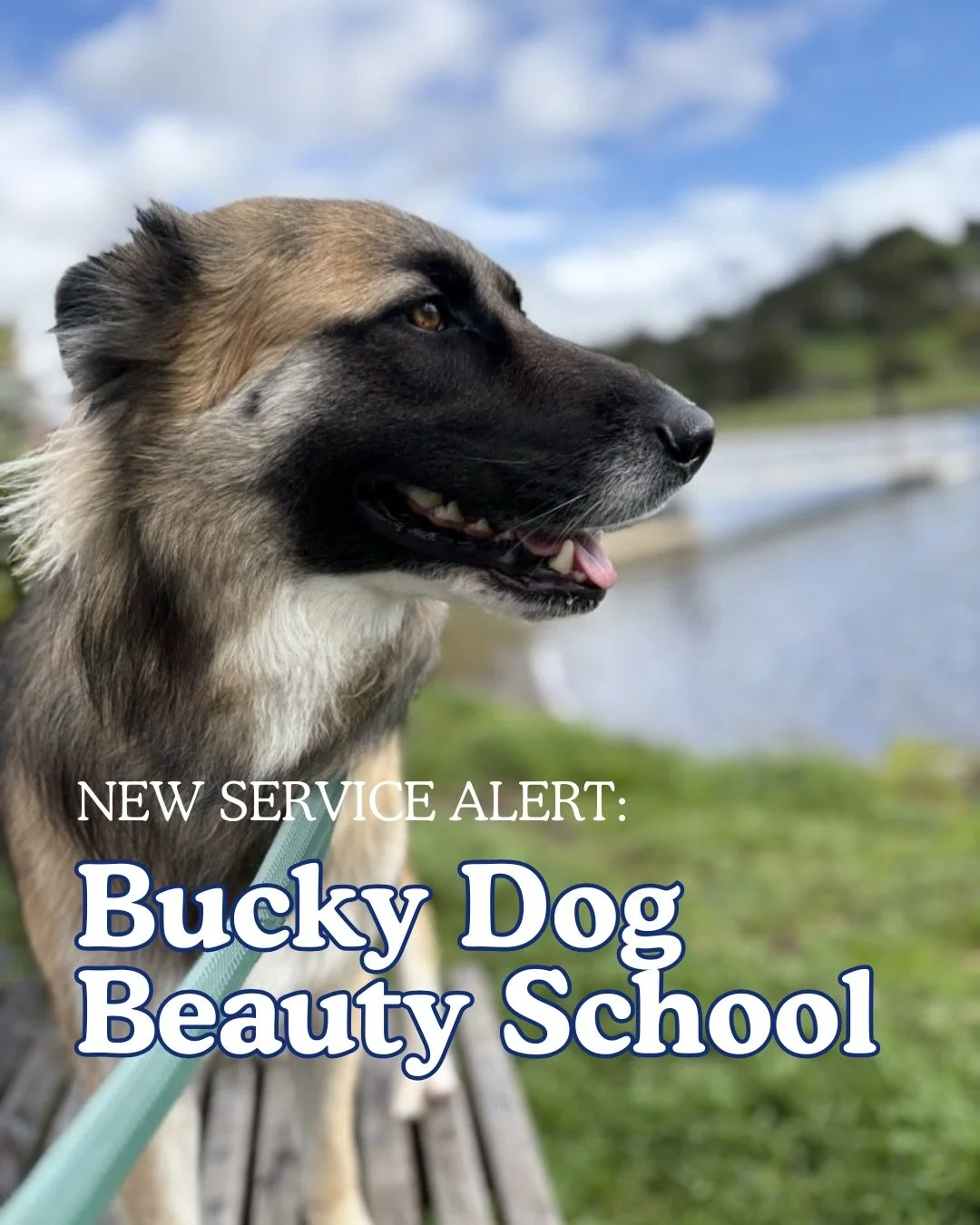 Big announcement from Bucky Dog&hellip;

You might be surprised, but one of the things we hear most from clients is how much they love the photos we capture of their dogs. After a decade of doing this work, we realized that we had something special o