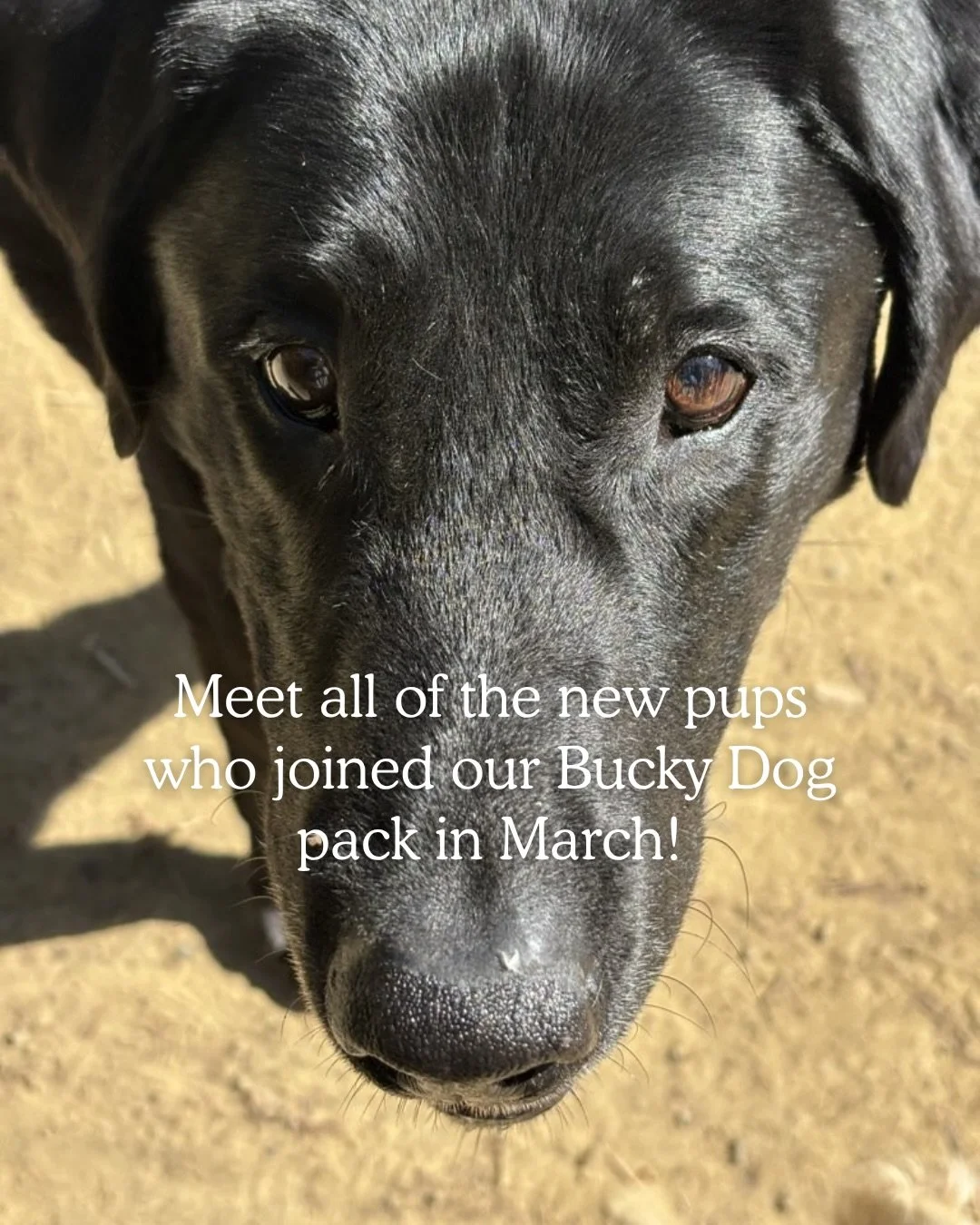 Talk about March madness! Meet all the new dogs who joined our pack last month. We&rsquo;re so happy you all are here 💛