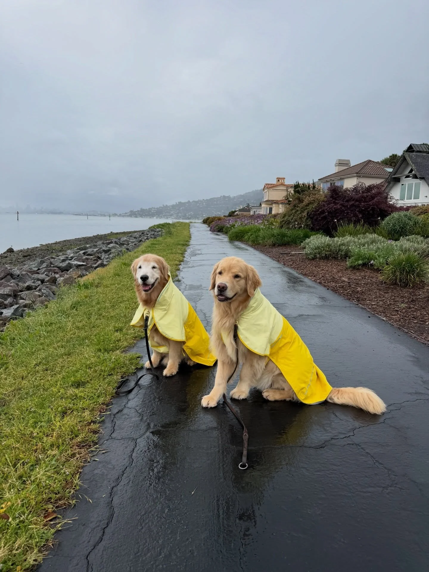 April showers bring extremely cute dogs in raincoats! Need a walk? Our pack always has room for more 💛