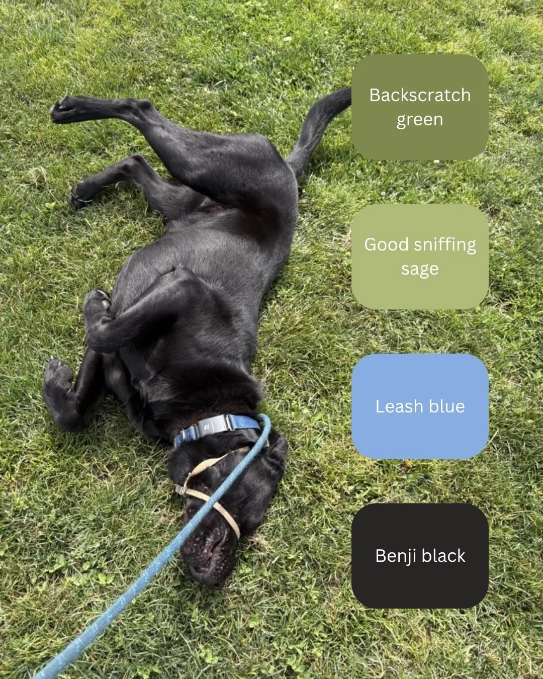 Looking for some color palette inspiration? Look no further than these photos of Benji! He&rsquo;s got that je ne sais quoi (which translates to &ldquo;extremely cute dog&rdquo; in French). An inspiration to us all!