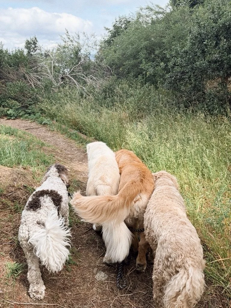 The whimsical life of a Bucky Dog ☀️ recent scenes from our pack!