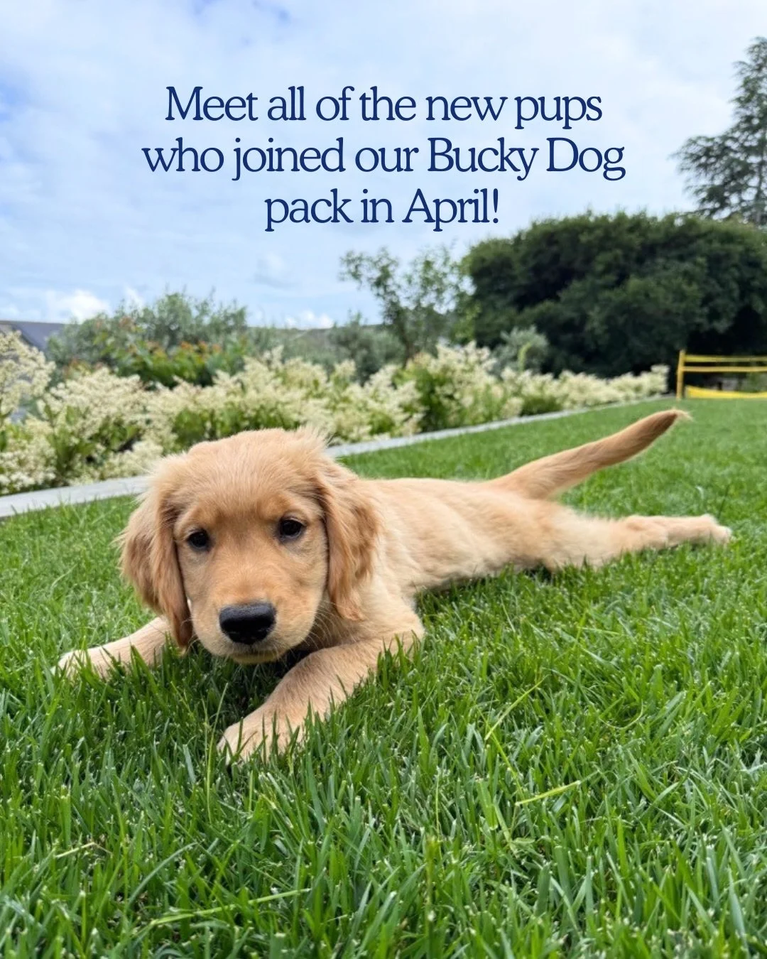April showers bring new Bucky dogs! Meet the new friends who joined our pack last month. Welcome welcome welcome!