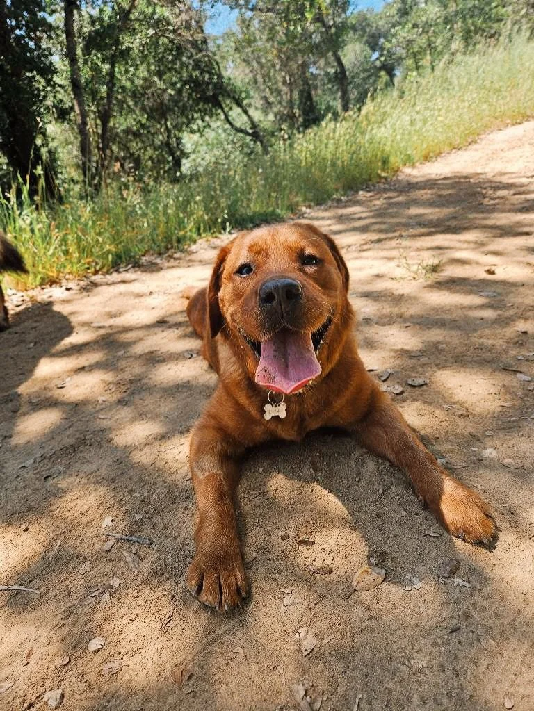 Let&rsquo;s play a game: try to get a pic of sweet girl Ruby not in a sploot 😂 Don&rsquo;t be fooled, these photos are all from different walks! It&rsquo;s non-stop giggles with this lady&mdash;she is a certified character. 

Featuring best buddy Ha