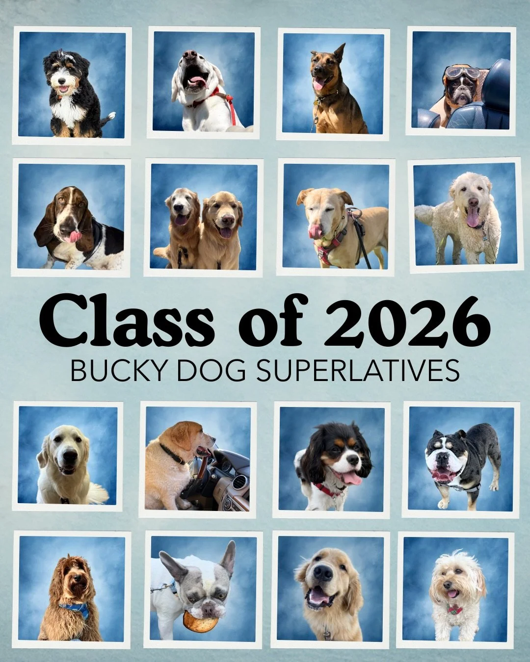 In honor of graduation season, behold the Bucky Dog class of 2026 yearbook! All of our pack members are most likely to steal your heart ❤️ congratulations 🎓🦴🐾