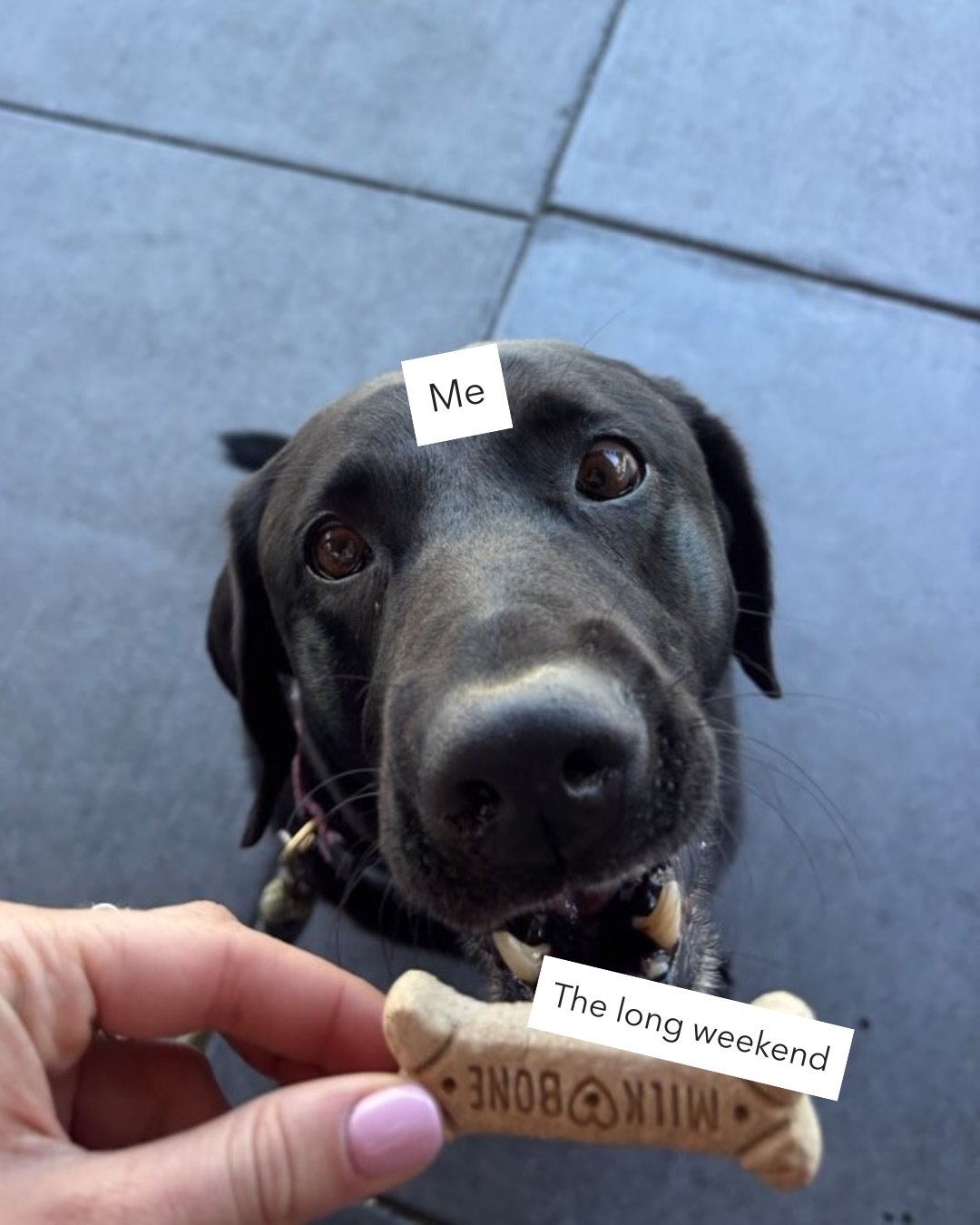 Don&rsquo;t mind if I do! Starring sweet girl Blue (don&rsquo;t worry, she did get the treat and a few more🩵)